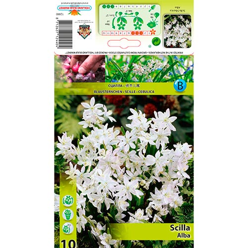 Scilla (Siberian Squill) Alba - Bulbos: Ilość w opakowaniu: 10 bulbe