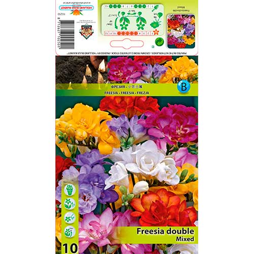 Freesia Doble Mixta - Bulbos: Ilość w opakowaniu: 10 bulbos