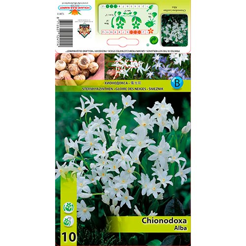 Chionodoxa Alba - Bulbos: Ilość w opakowaniu: 10 bulbos