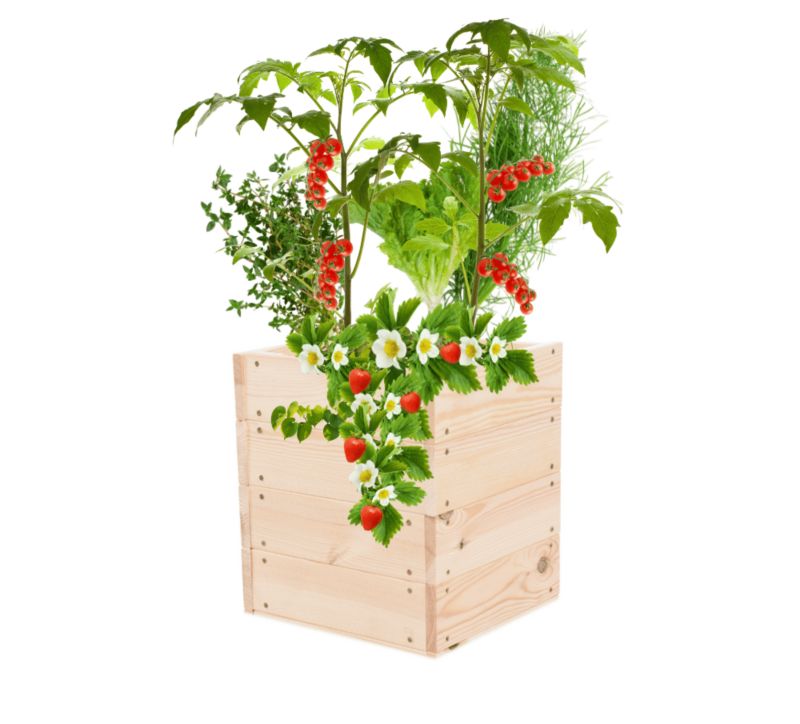 Grządka MODO24 warzywnik naturalne drewno 36x33x30 cm 1 szt.