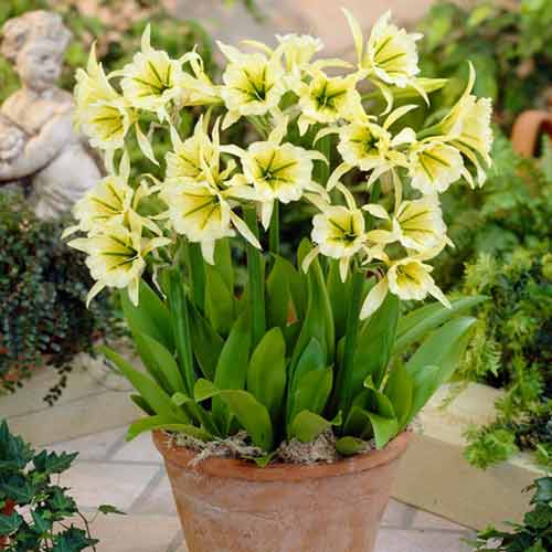 1 szt, Ismena (Błonczatka) Sulphur Queen - Cebule: Ilość w opakowaniu: 1 cebul