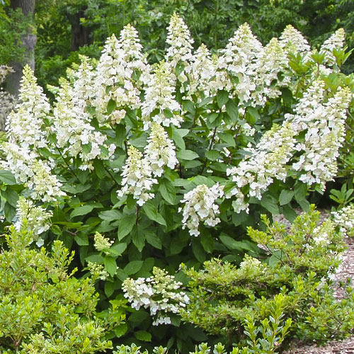 1 sadz, Hortensja bukietowa Grandiflora - Sadzonki: Ilość w opakowaniu: 1 sadz