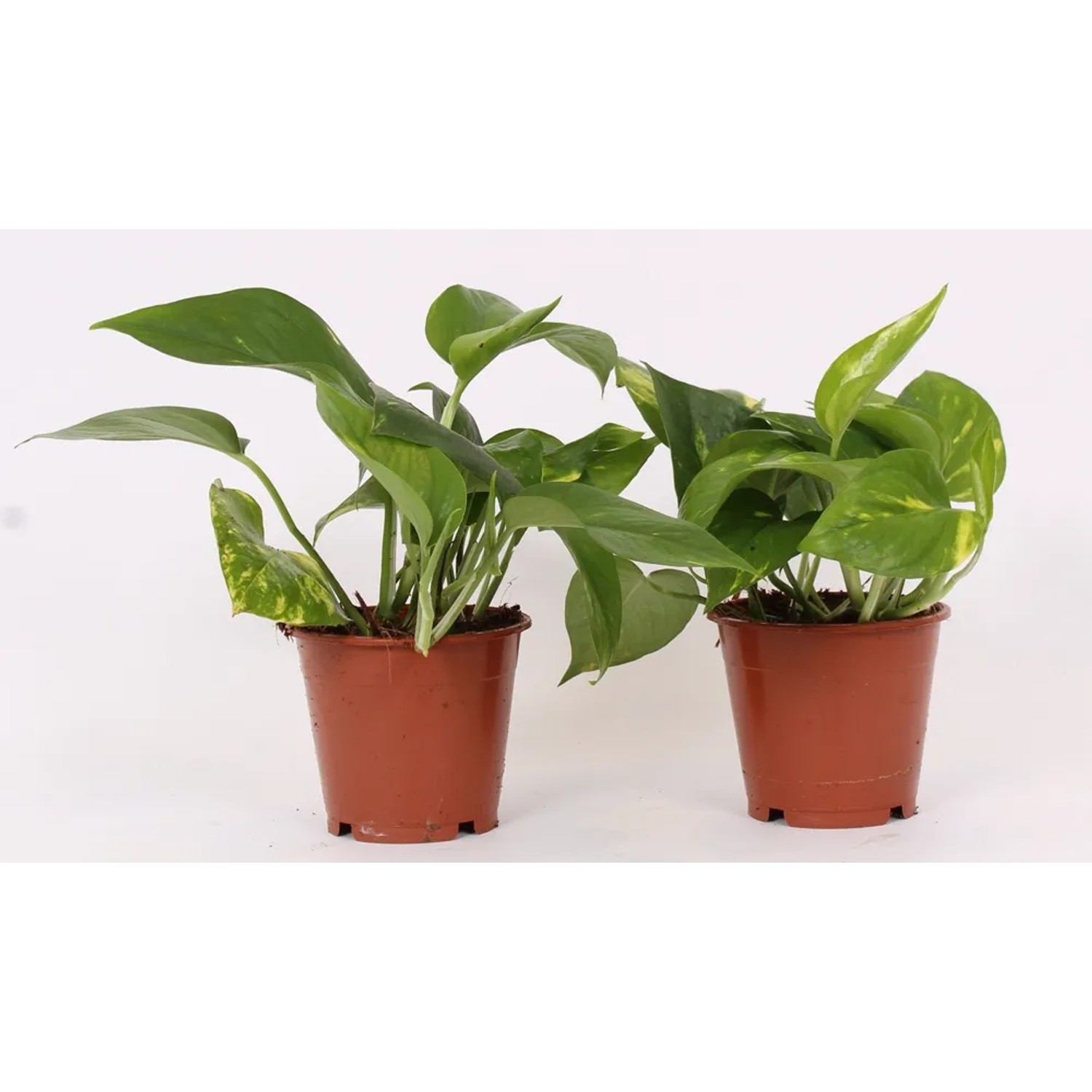 Epipremnum złociste (Epipremnum pinnatum Aureum) - don. 12 cm