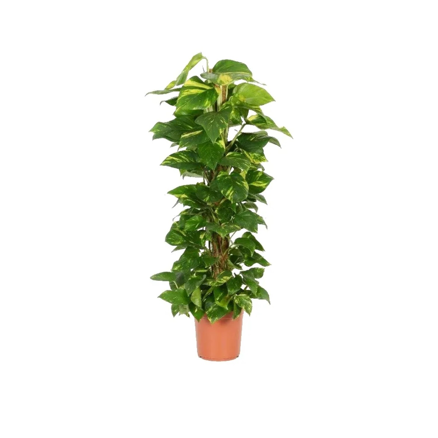 Epipremnum złociste (Epipremnum aureum)
