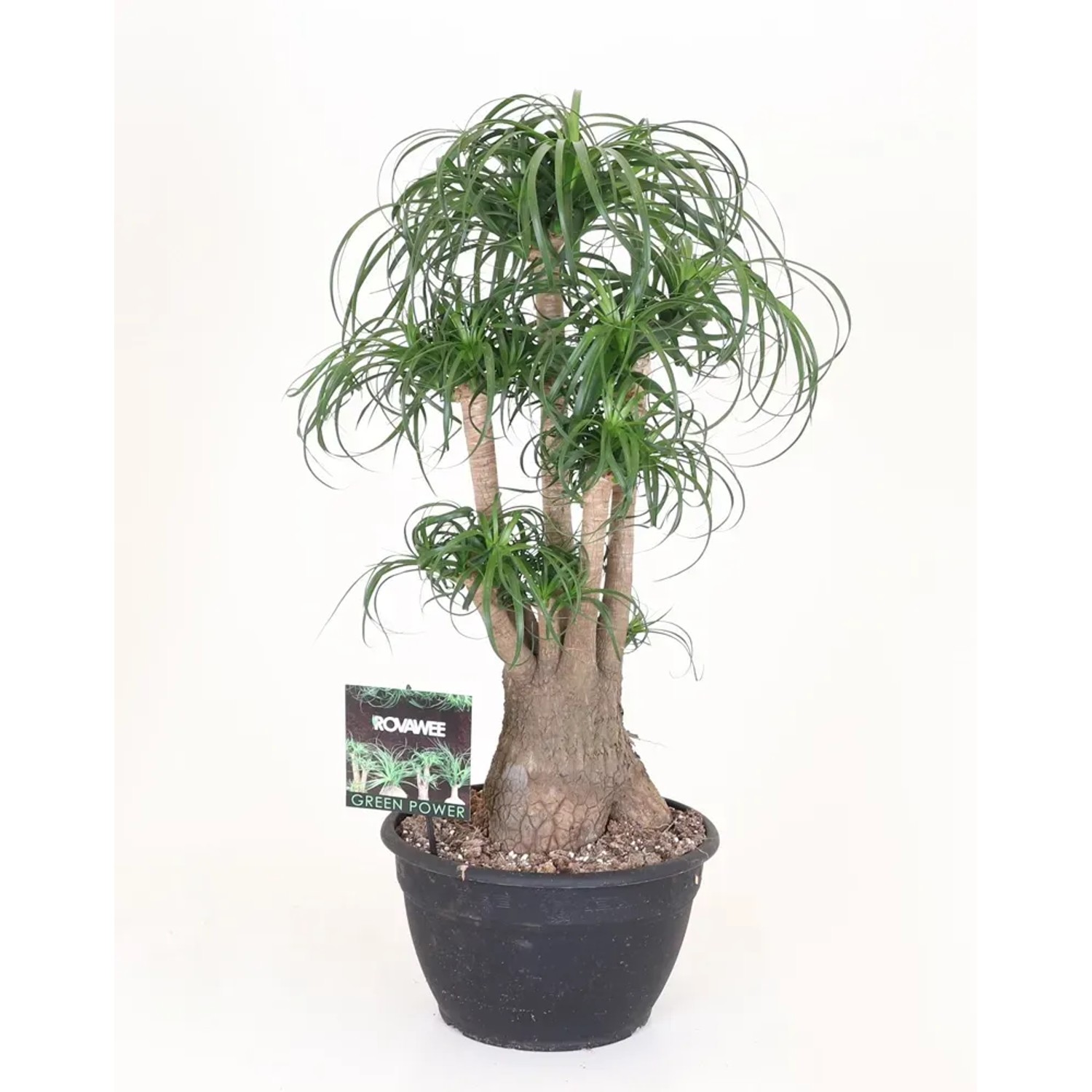 Nolina (Beaucarnea Recurvata) - wys. 100 cm, don. 30 cm