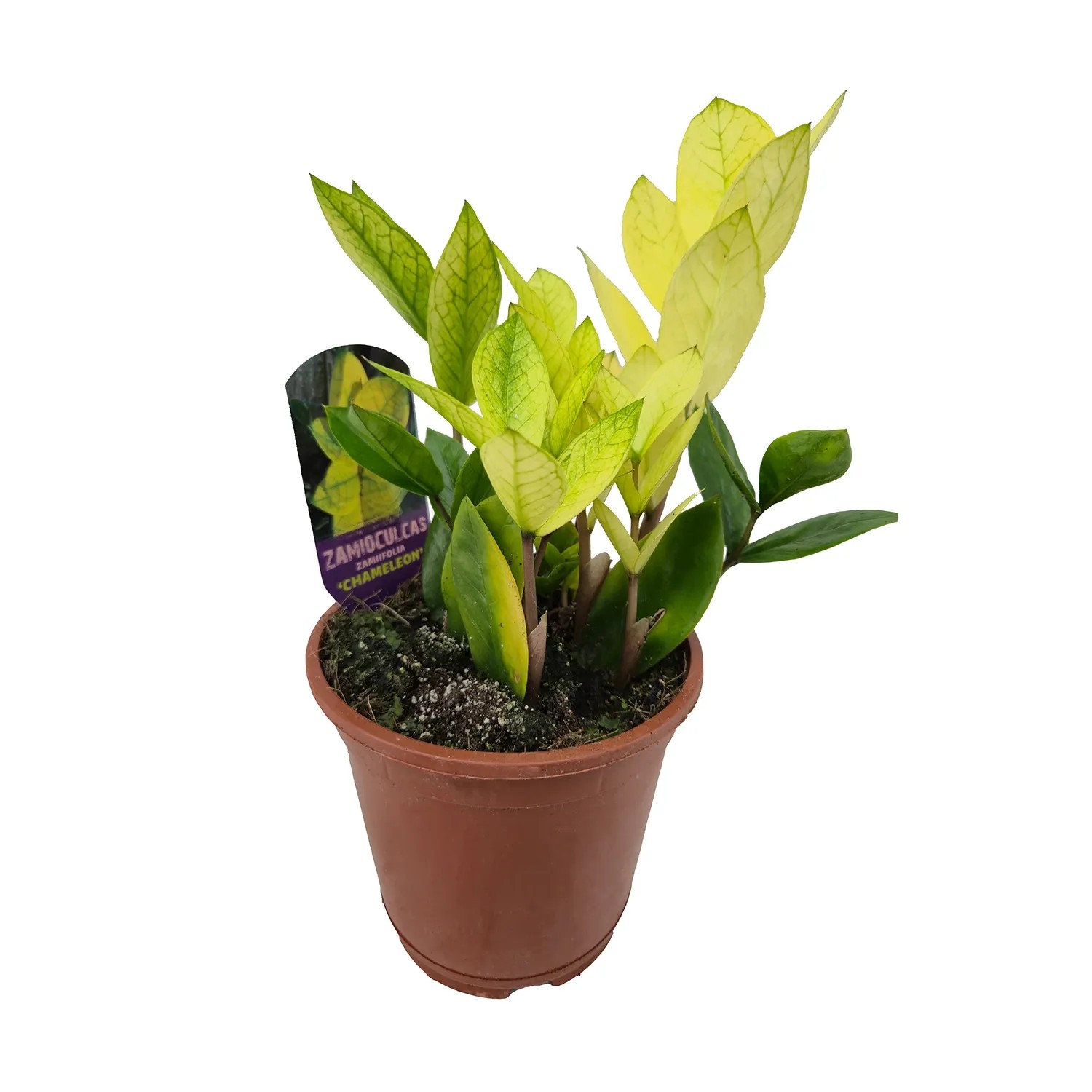 Zamiokulkas Chameleon (Zamioculcas Chameleon) don. 14 cm