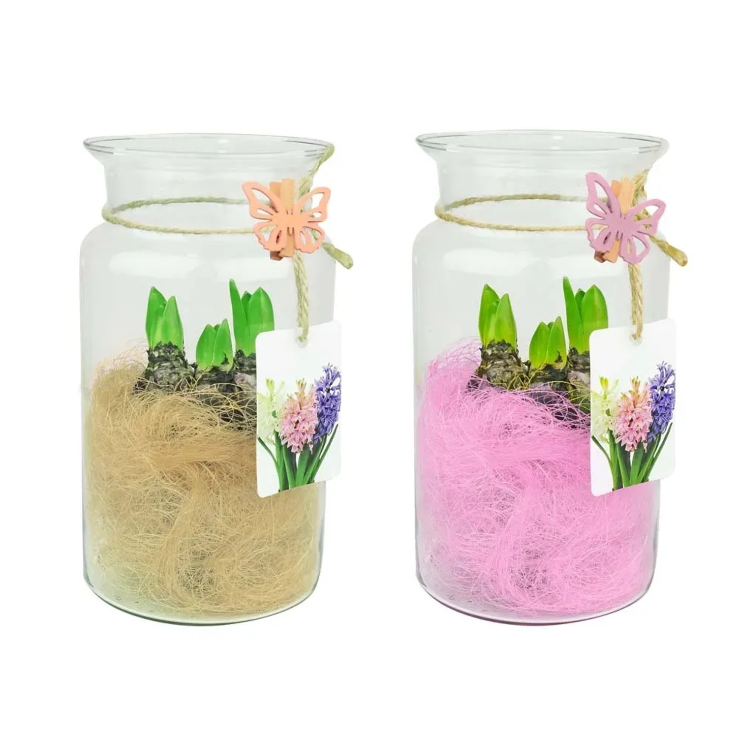 Hiacynt w szkle dekoracja 25 cm - śr. 14 cm