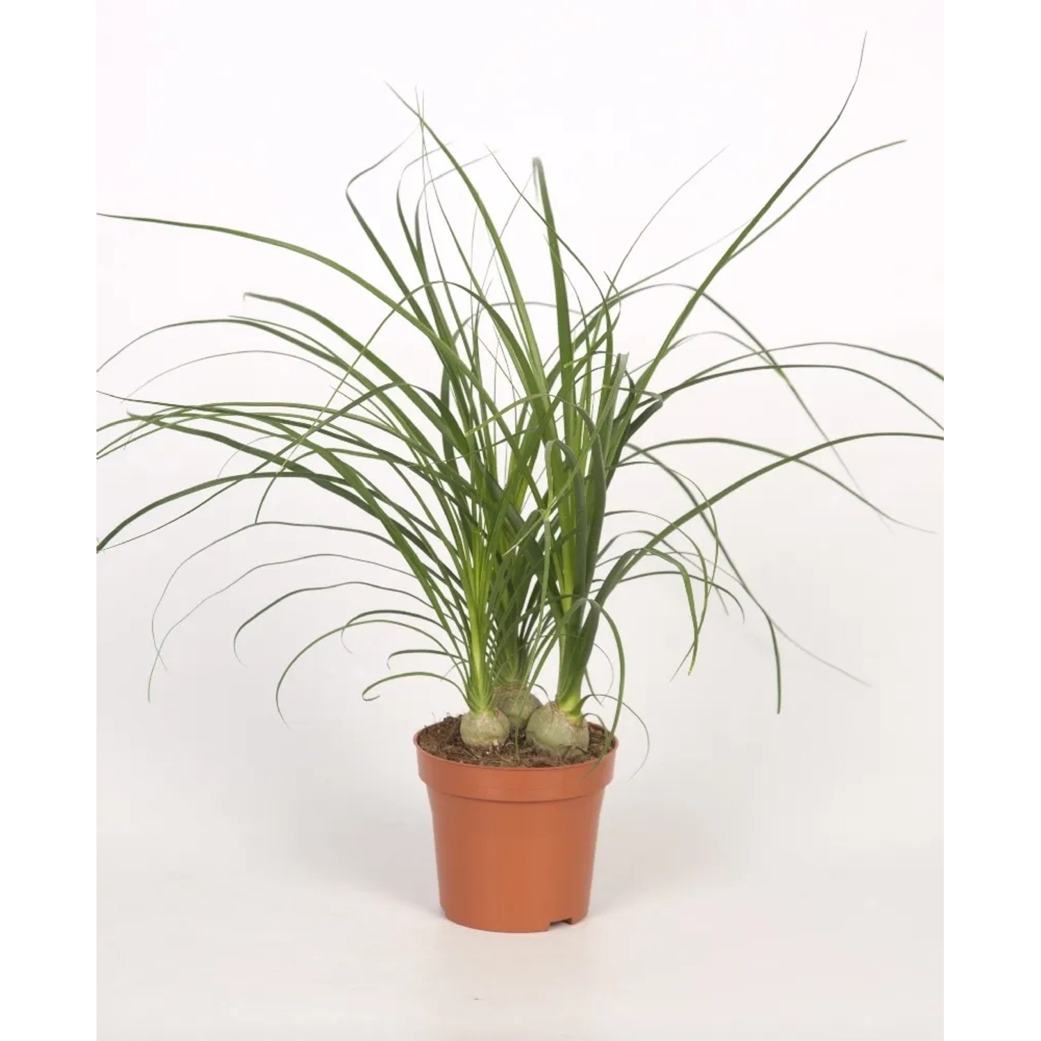 Nolina (Beaucarnea Recurvata) - don. 12 cm