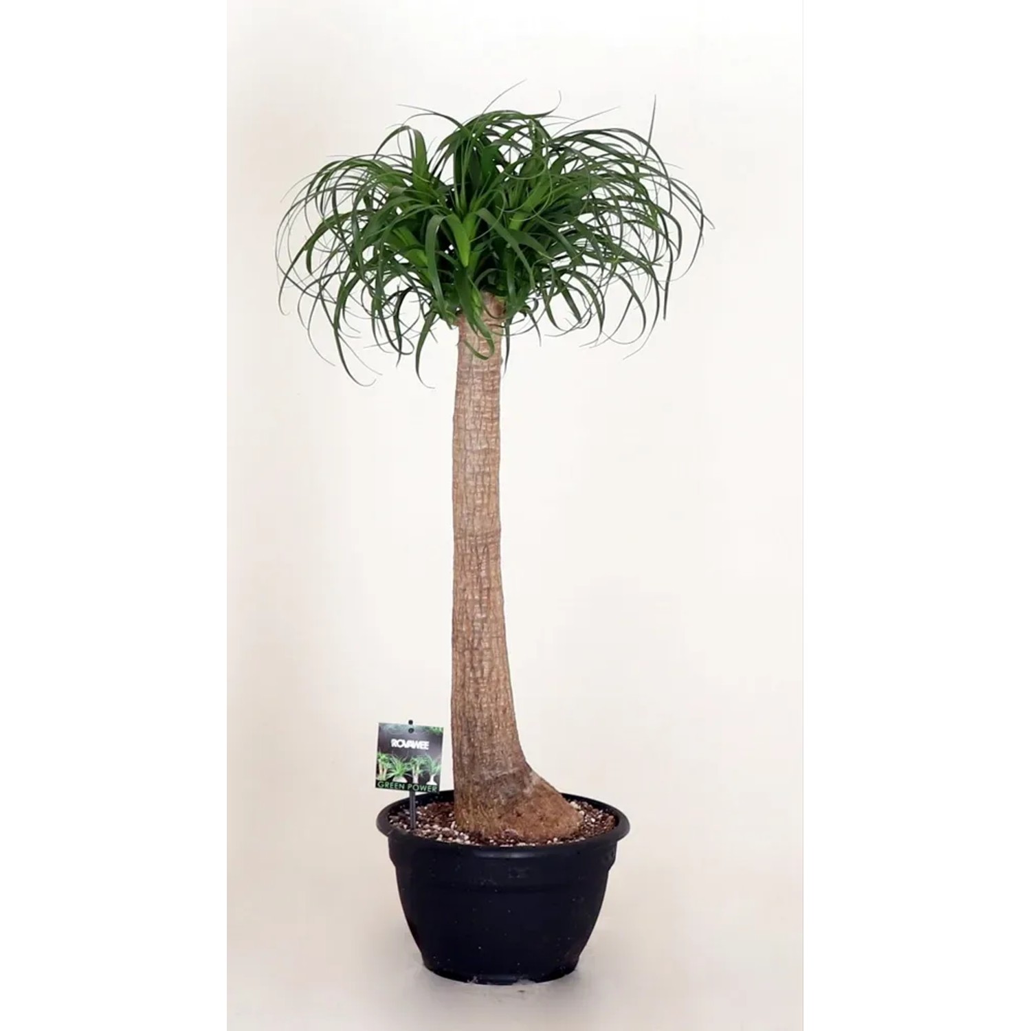 Nolina (Beaucarnea Recurvata) - wys. 100 cm, don. 26 cm