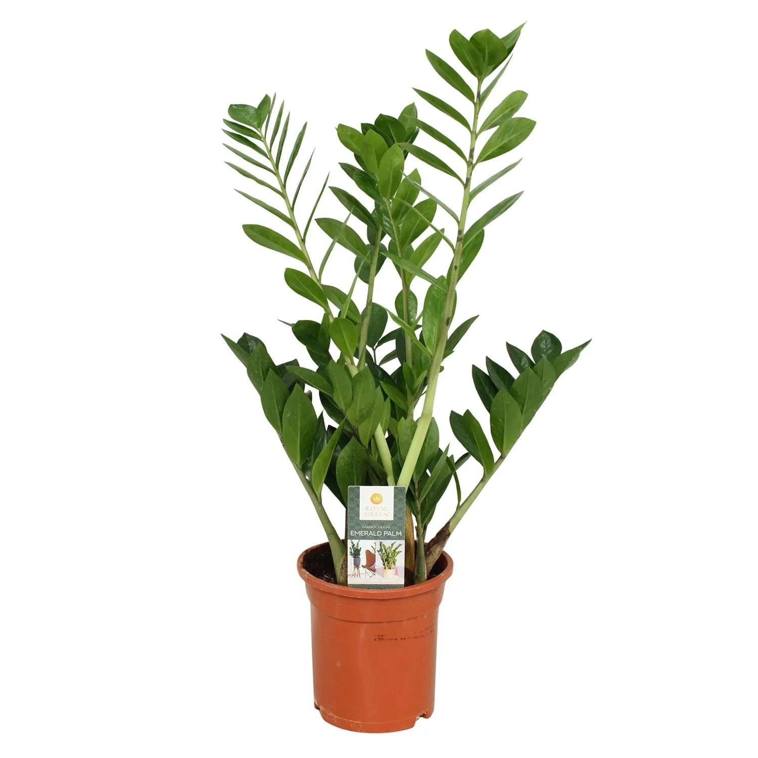 Zamiokulkas (Zamioculcas) - don. 17 cm