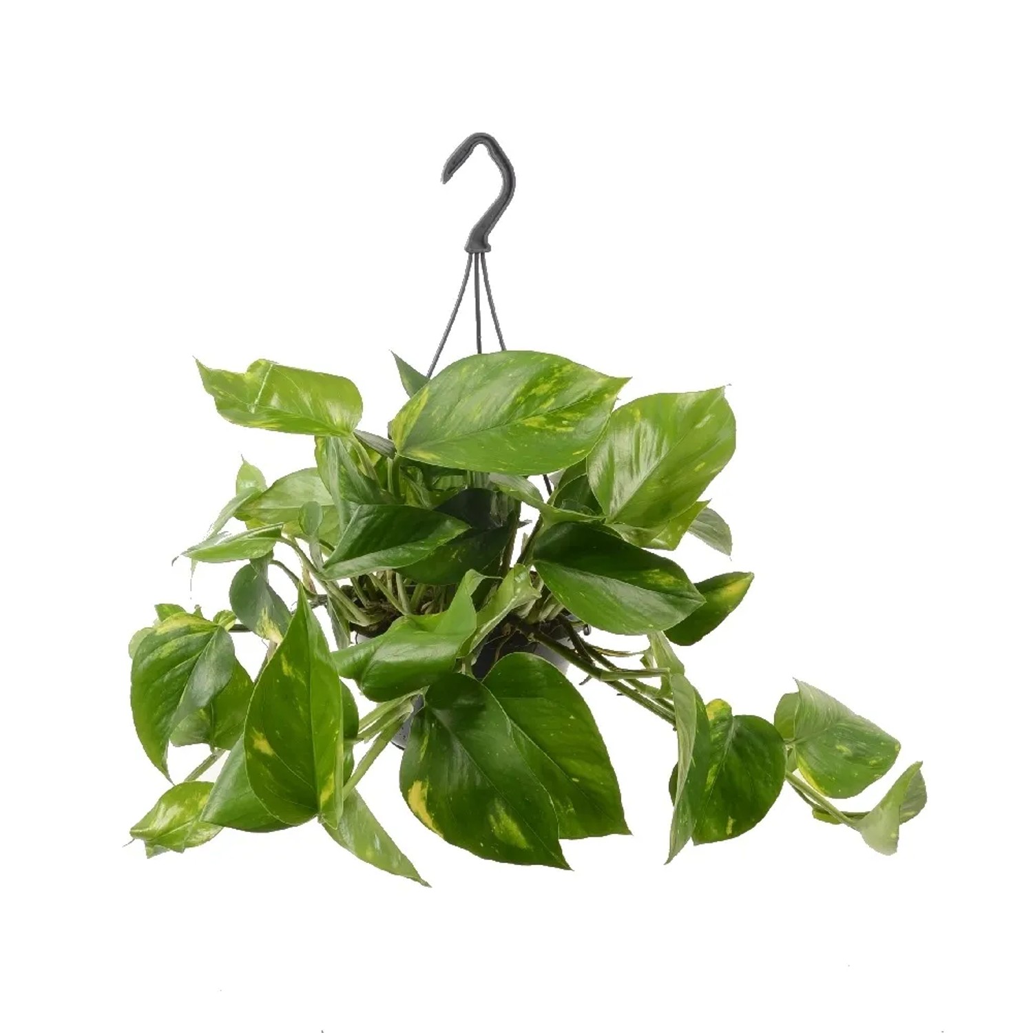 Epipremnum złociste (Epipremnum pinnatum Aureum) - don. 15 cm