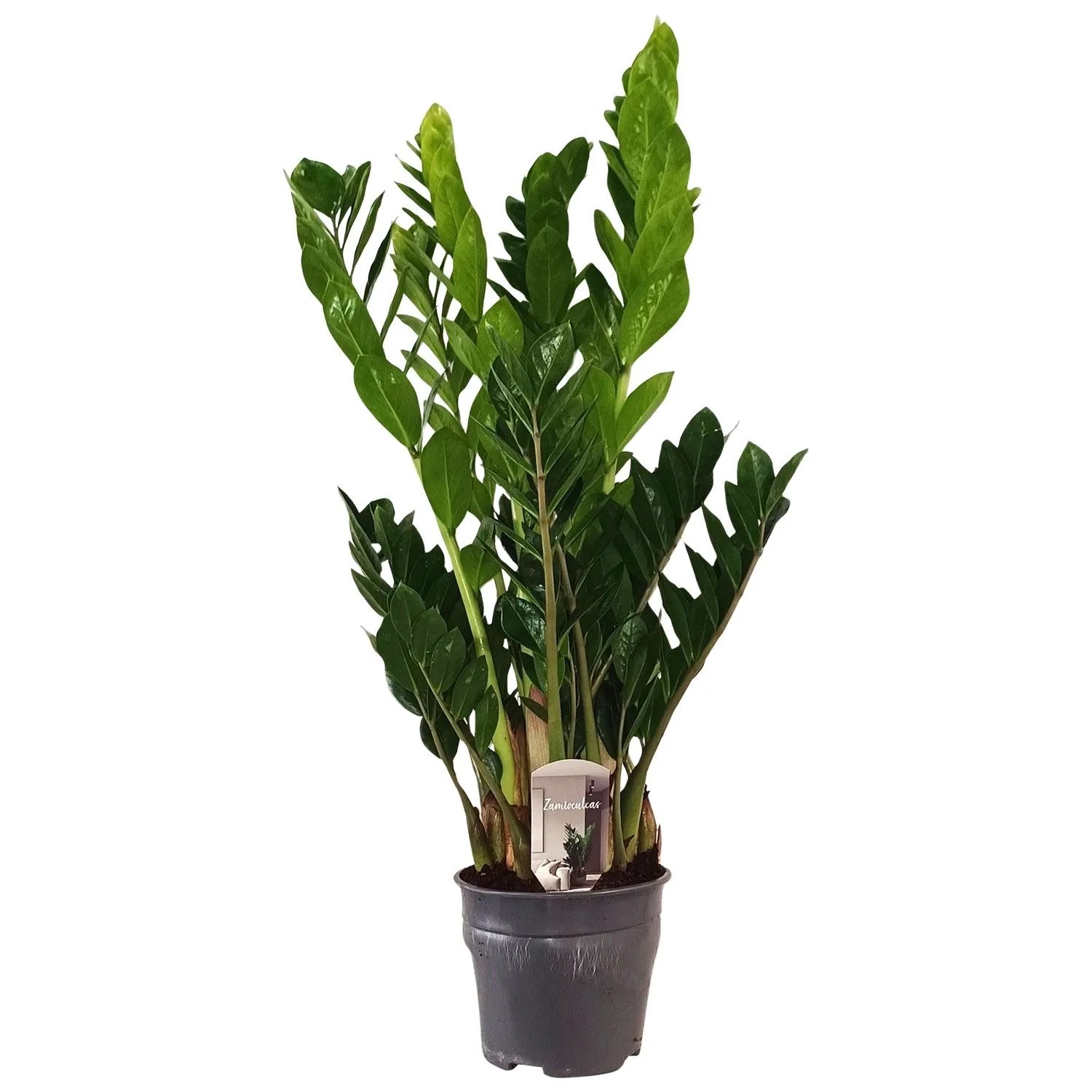 Zamiokulkas (Zamioculcas) - don. 19 cm