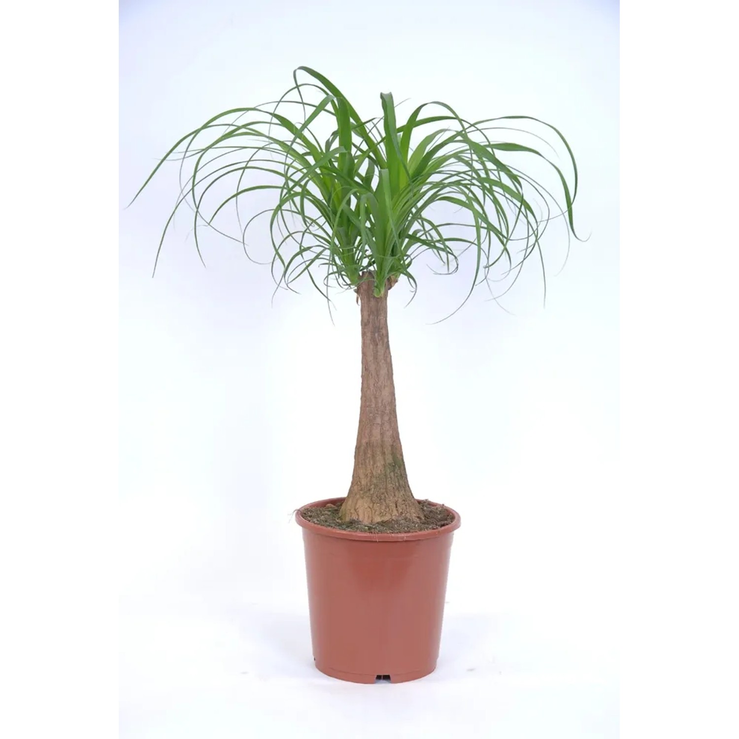 Nolina (Beaucarnea Recurvata) - don. 22 cm