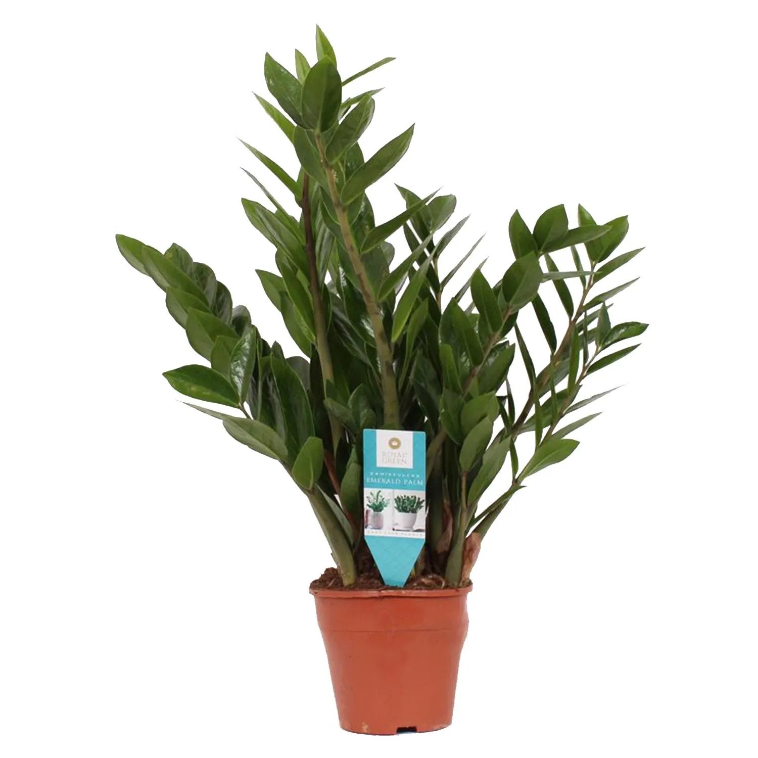 Zamiokulkas zamiolistny (Zamioculcas zamiifolia) - don. 17 cm