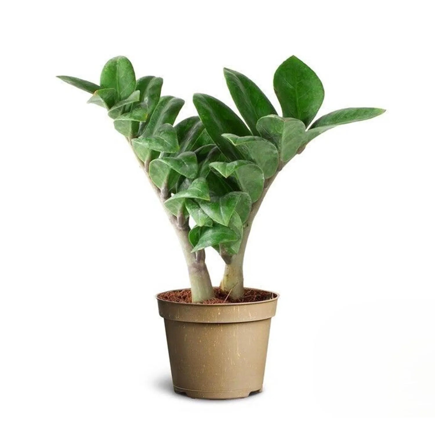 Zamiokulkas (Zamioculcas Zenzi) don. 6 cm
