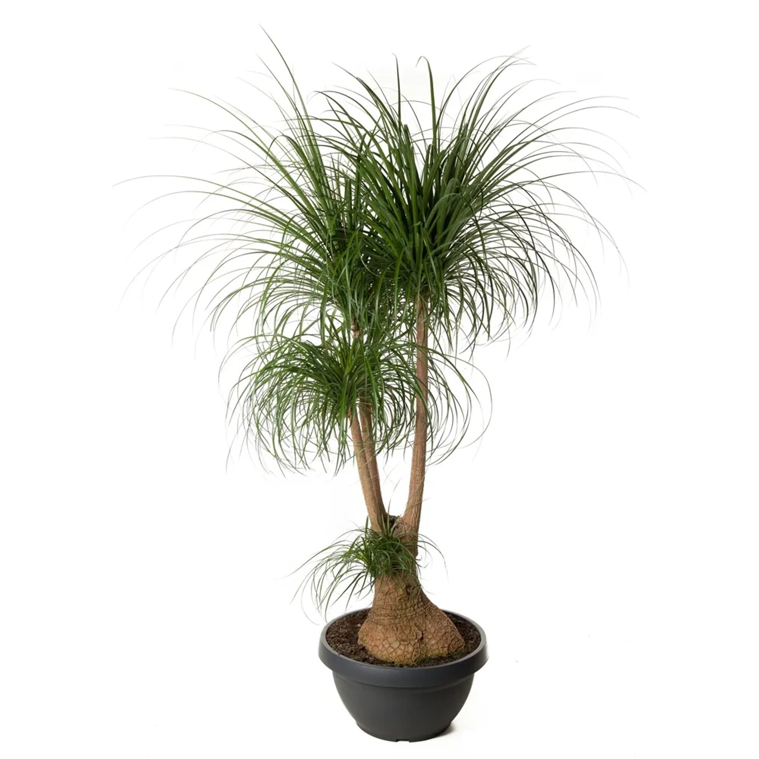 Nolina (Beaucarnea Recurvata) rozgałęziona - wys. 180 cm, don. 55 cm