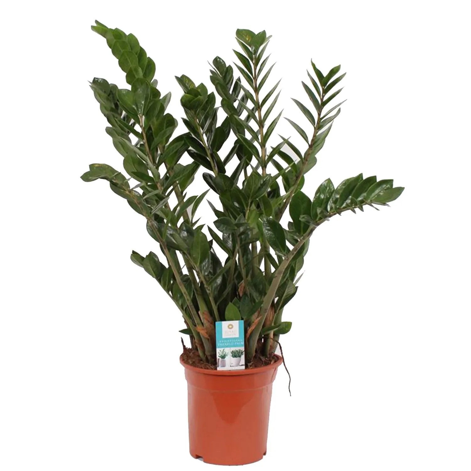 Zamiokulkas zamiolistny (Zamioculcas zamiifolia) - don. 21 cm