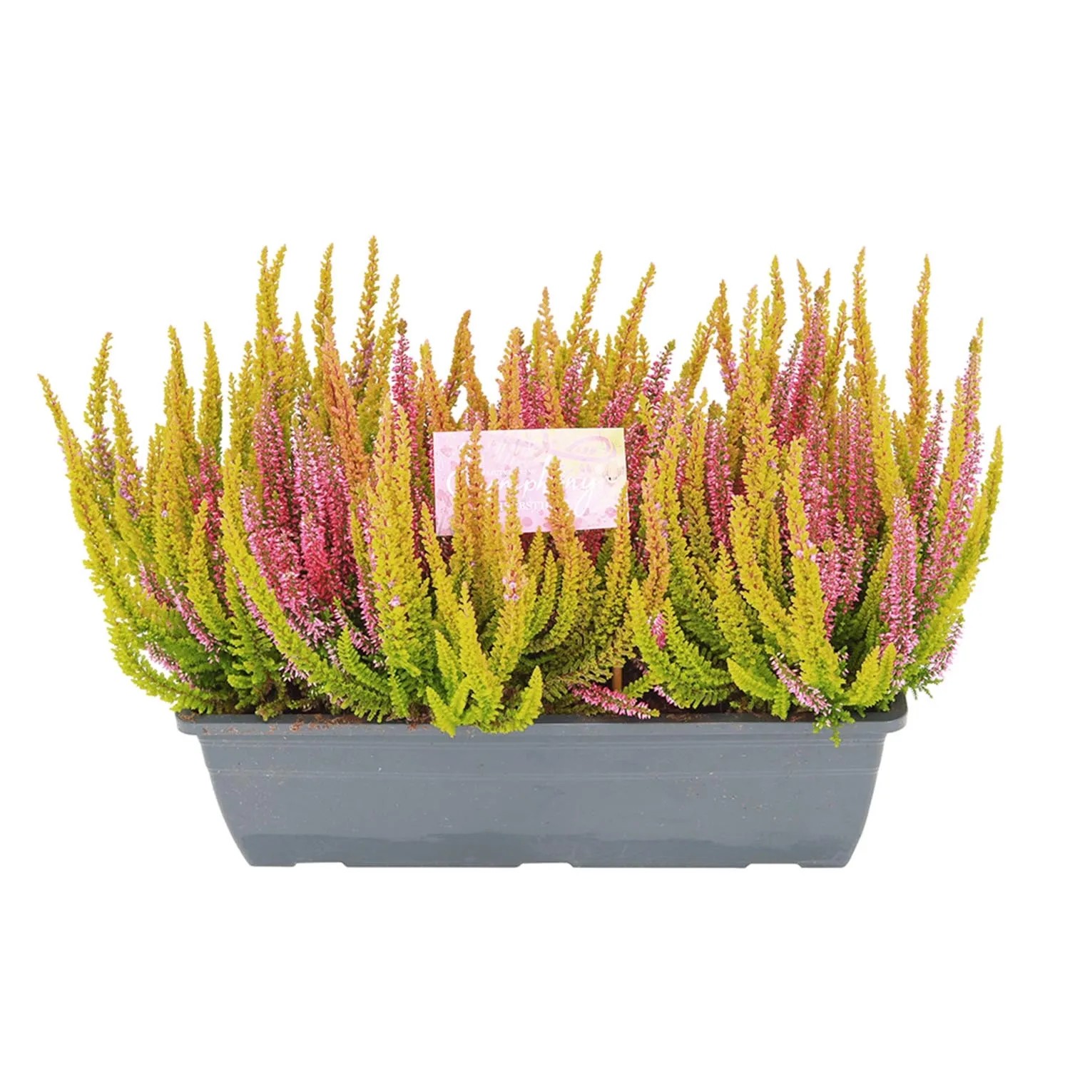 Wrzos pospolity (Calluna Symphony Balcony) don. 27 cm