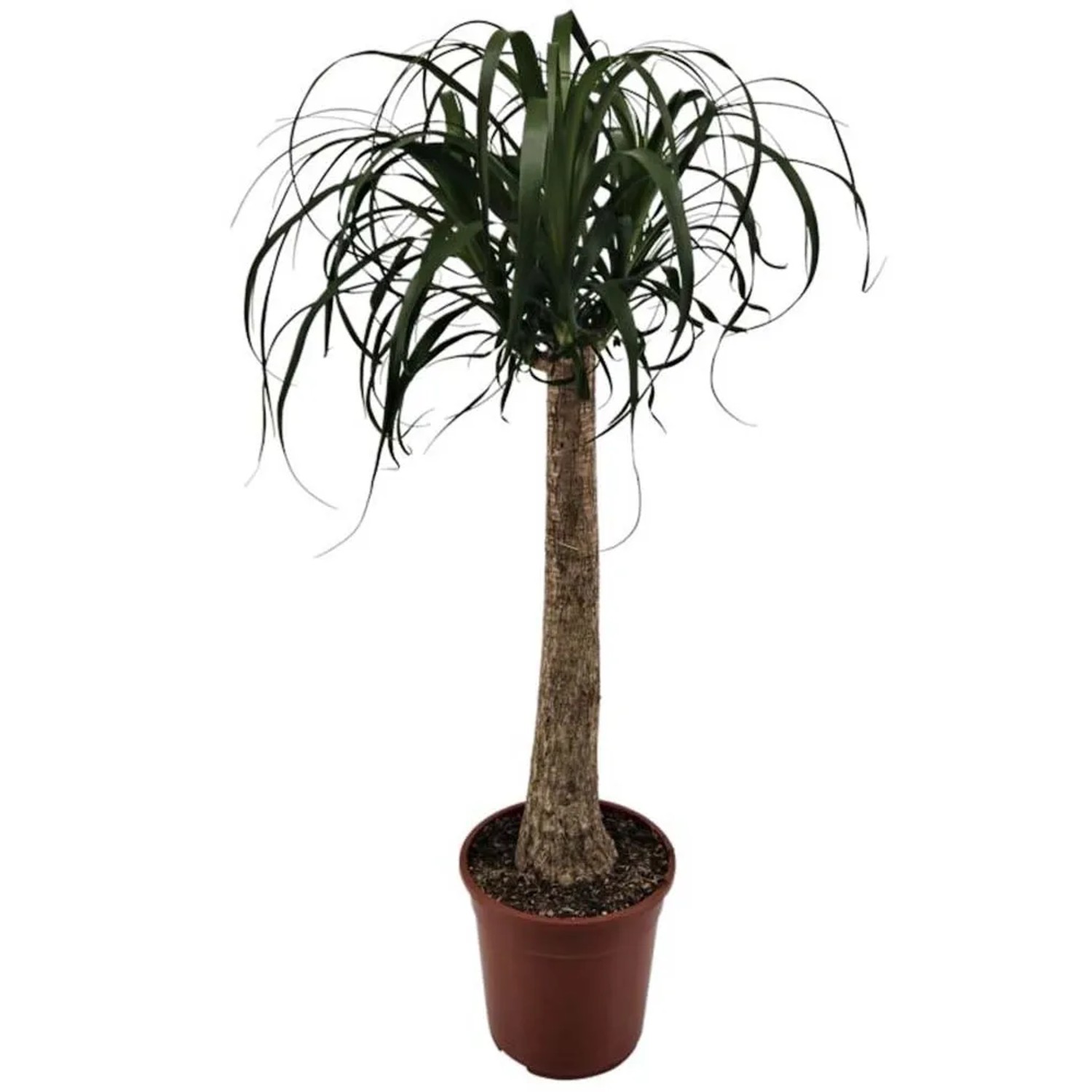 Nolina (Beaucarnea Recurvata) - wys. 110 cm, don. 24 cm