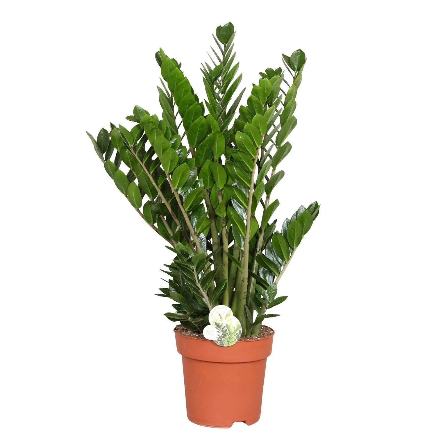 Zamiokulkas (Zamioculcas) - don. 24 cm