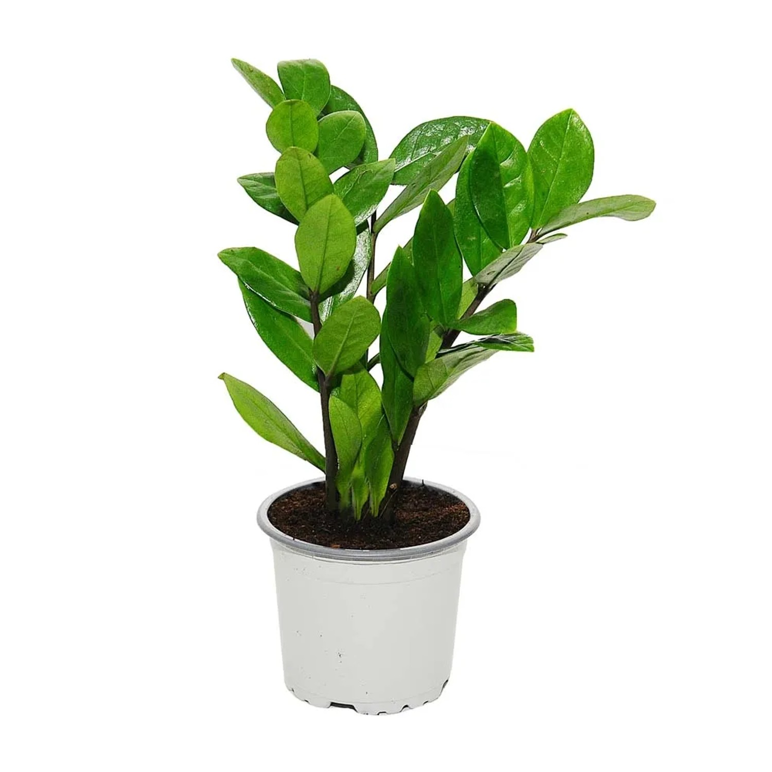 Zamiokulkas zamiolistny (Zamioculcas zamiifolia) - don. 10,5 cm