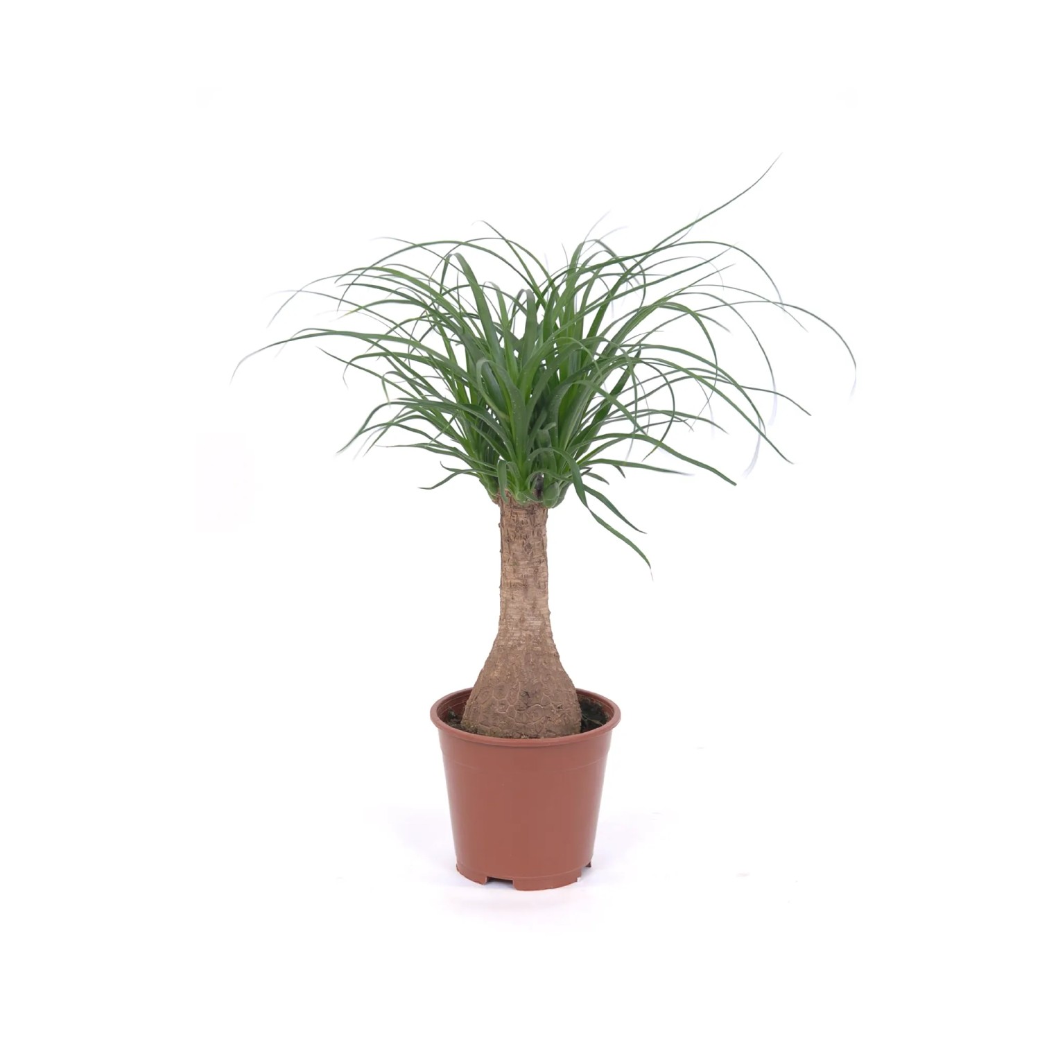 Nolina (Beaucarnea Recurvata) - don. 14 cm