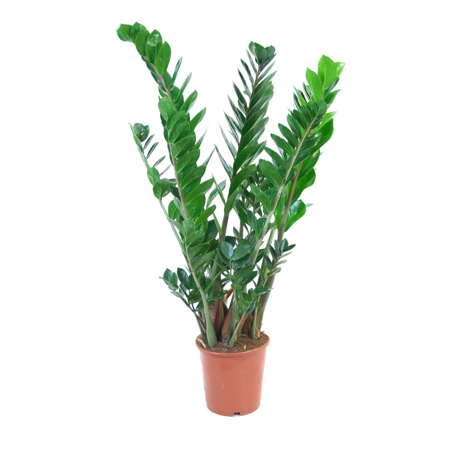 Zamiokulkas zamiolistny (Zamioculcas zamiifolia) - don. 21 cm