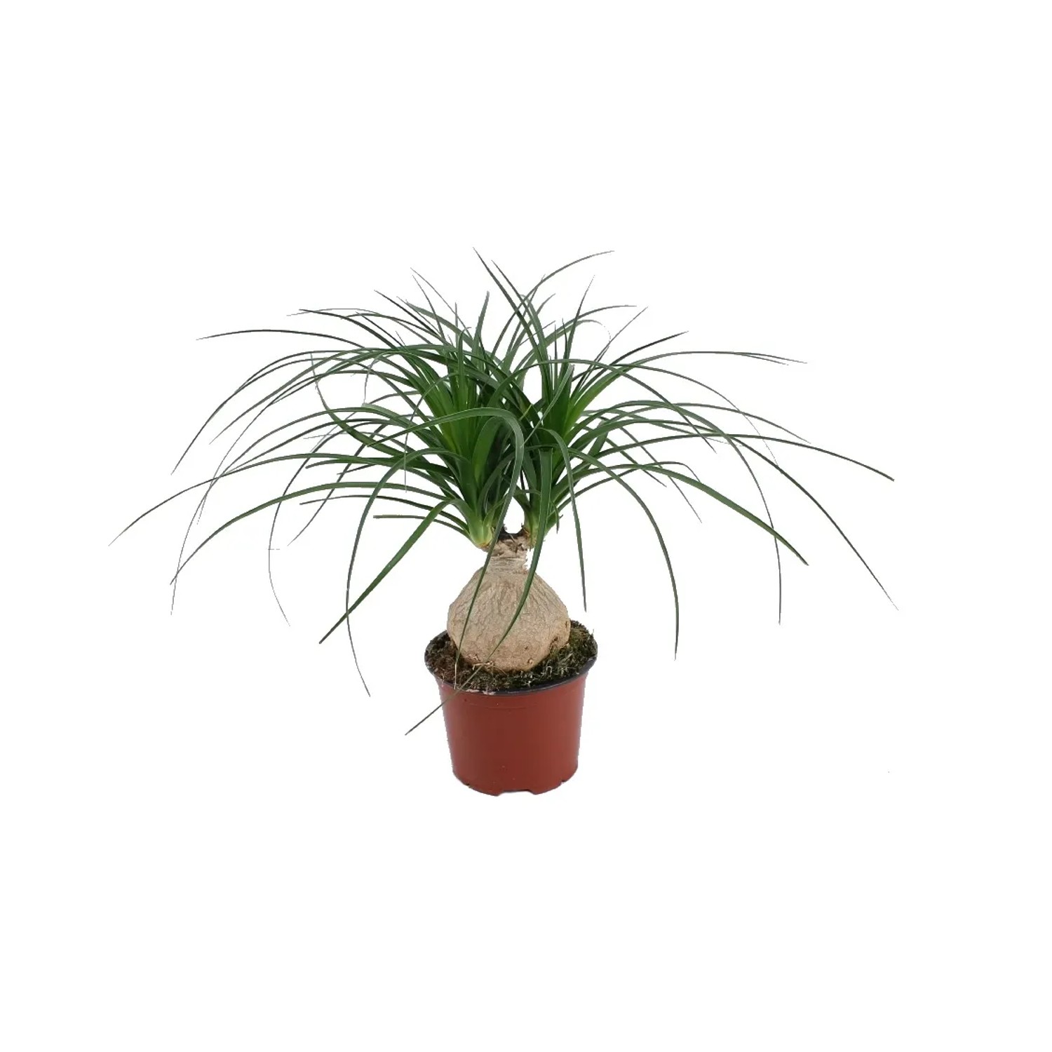 Nolina (Beaucarnea Recurvata) - don. 12 cm