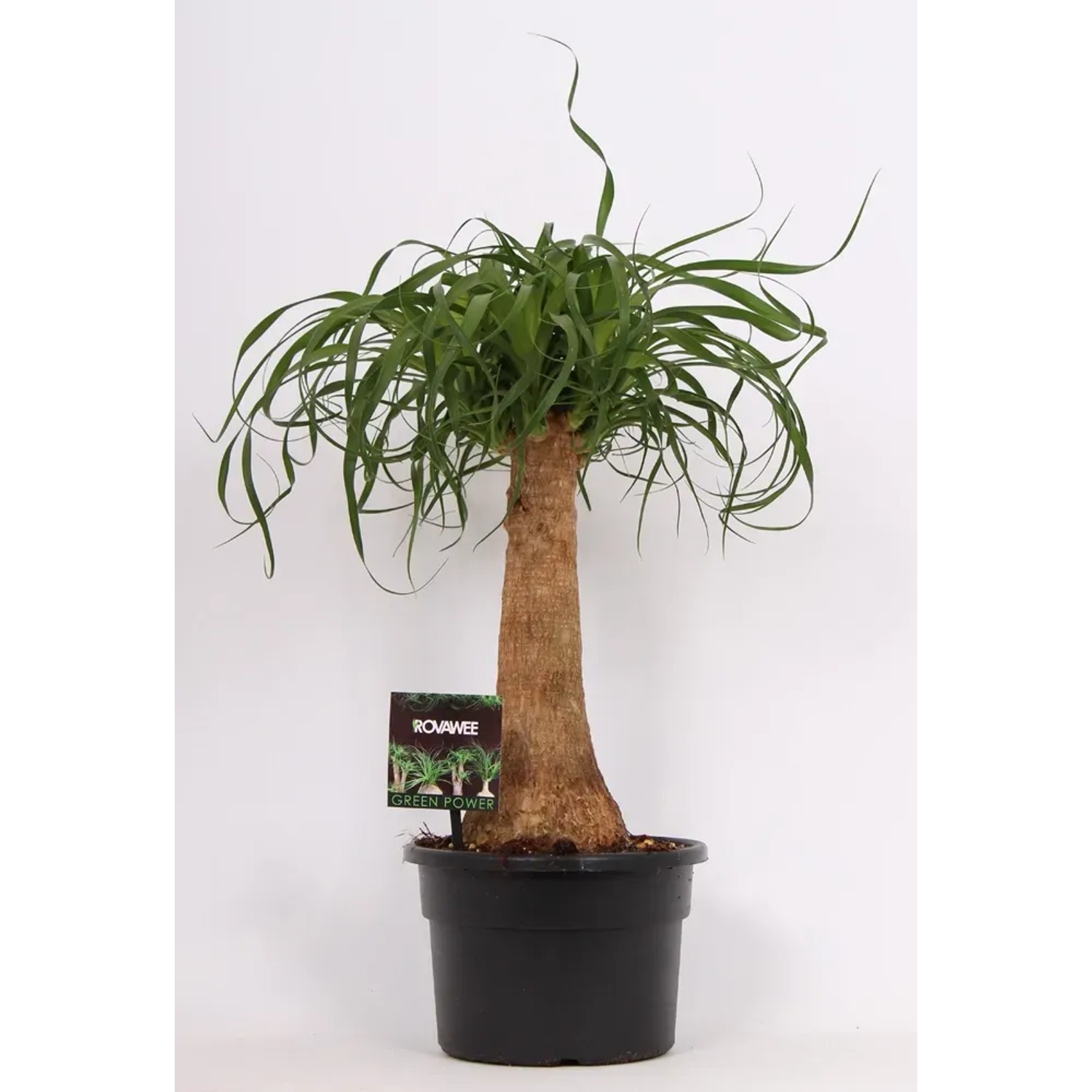 Nolina (Beaucarnea Recurvata) - don. 19 cm