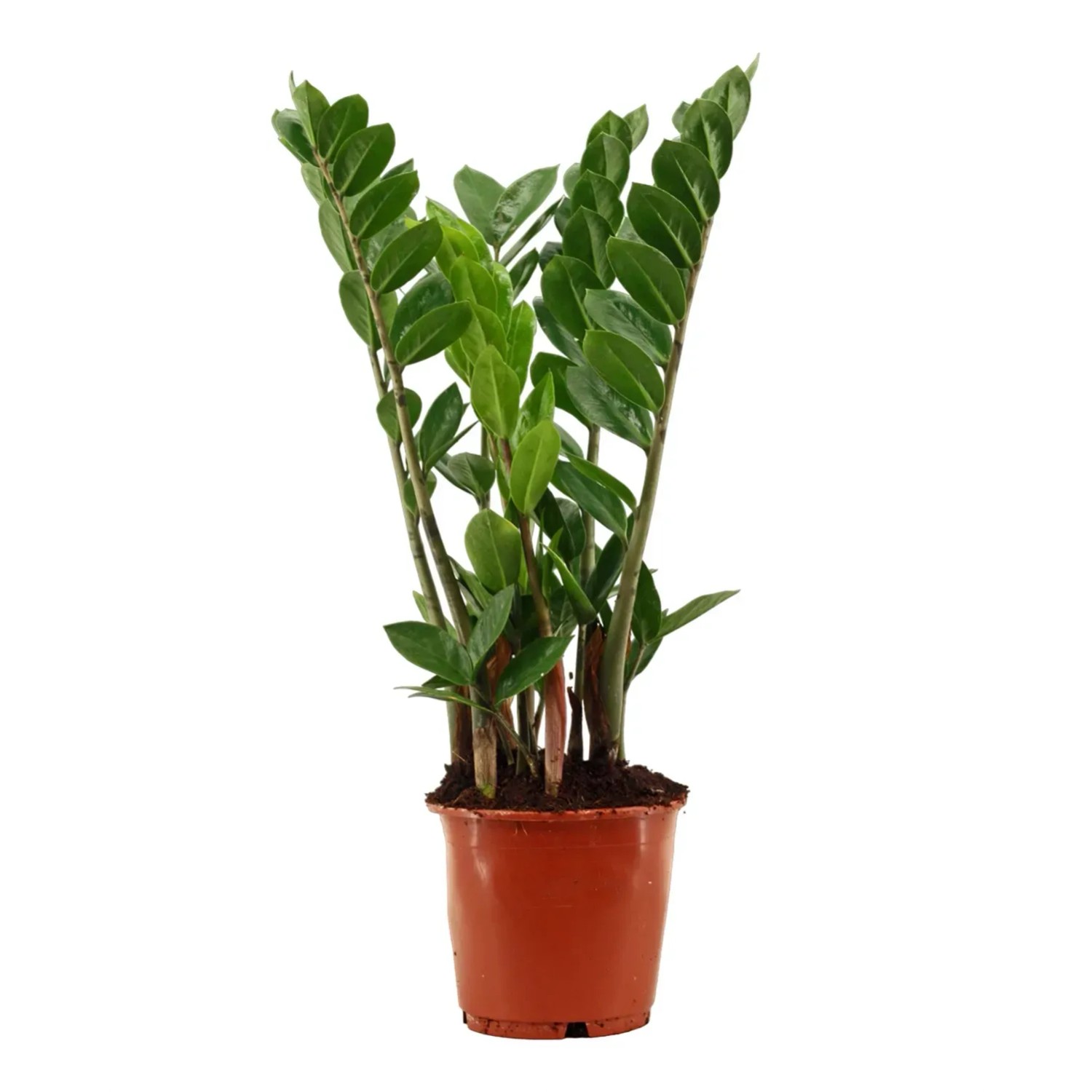 Zamioculcas (Zamioculcas zamiifolia) - don. 14 cm