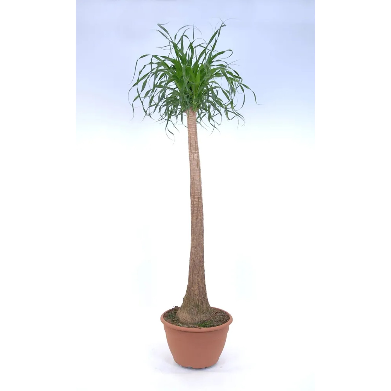 Nolina (Beaucarnea Recurvata) - wys. 125 cm, don. 14 cm