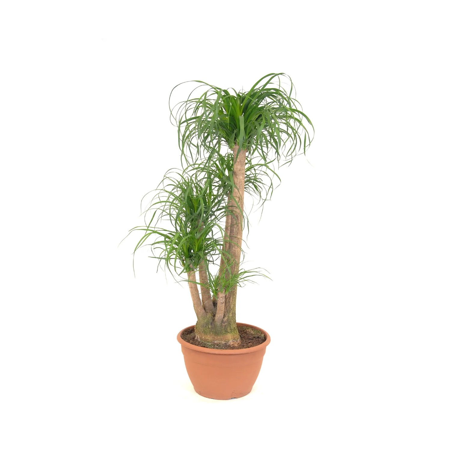 Nolina (Beaucarnea Recurvata) - don. 13 cm