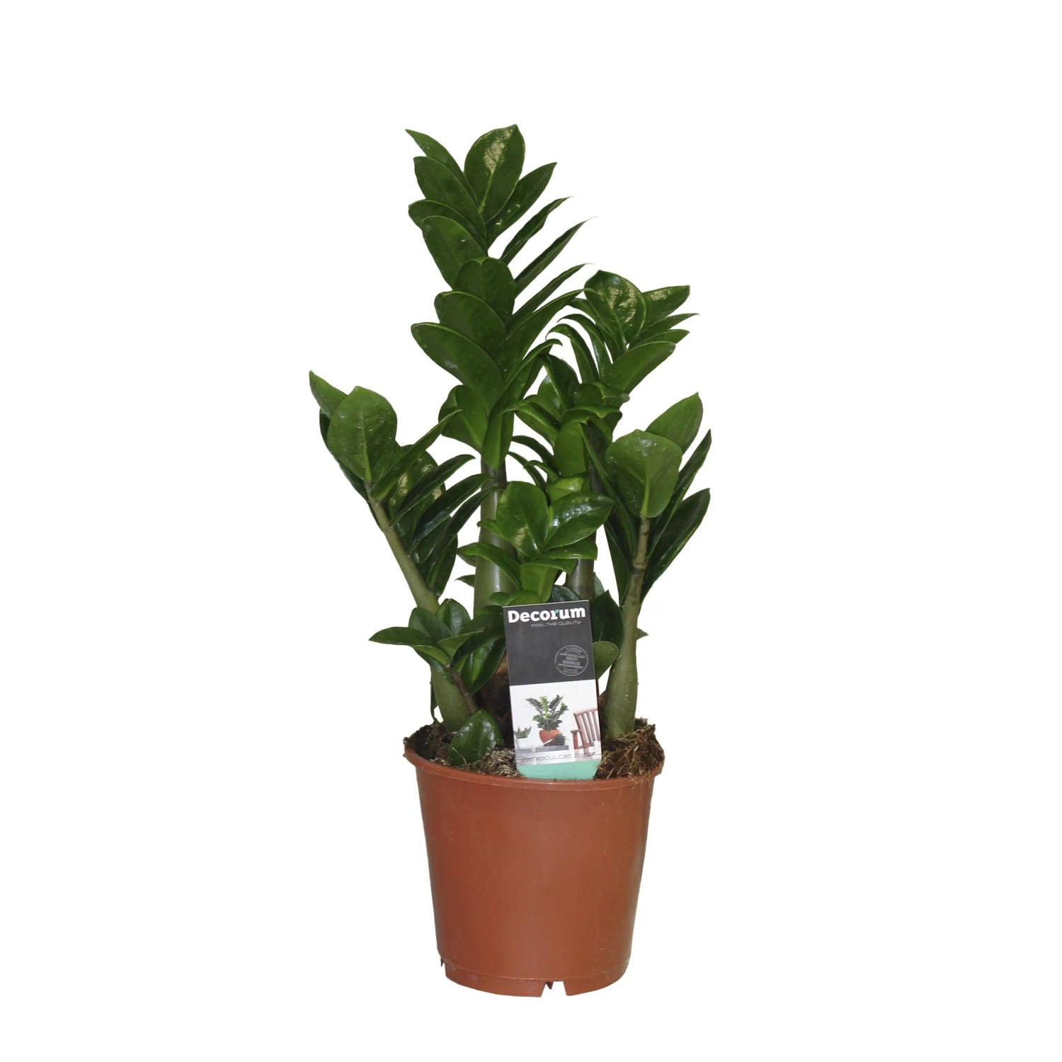 Zamiokulkas zamiolistny (Zamioculcas zamiifolia) don. 19 cm