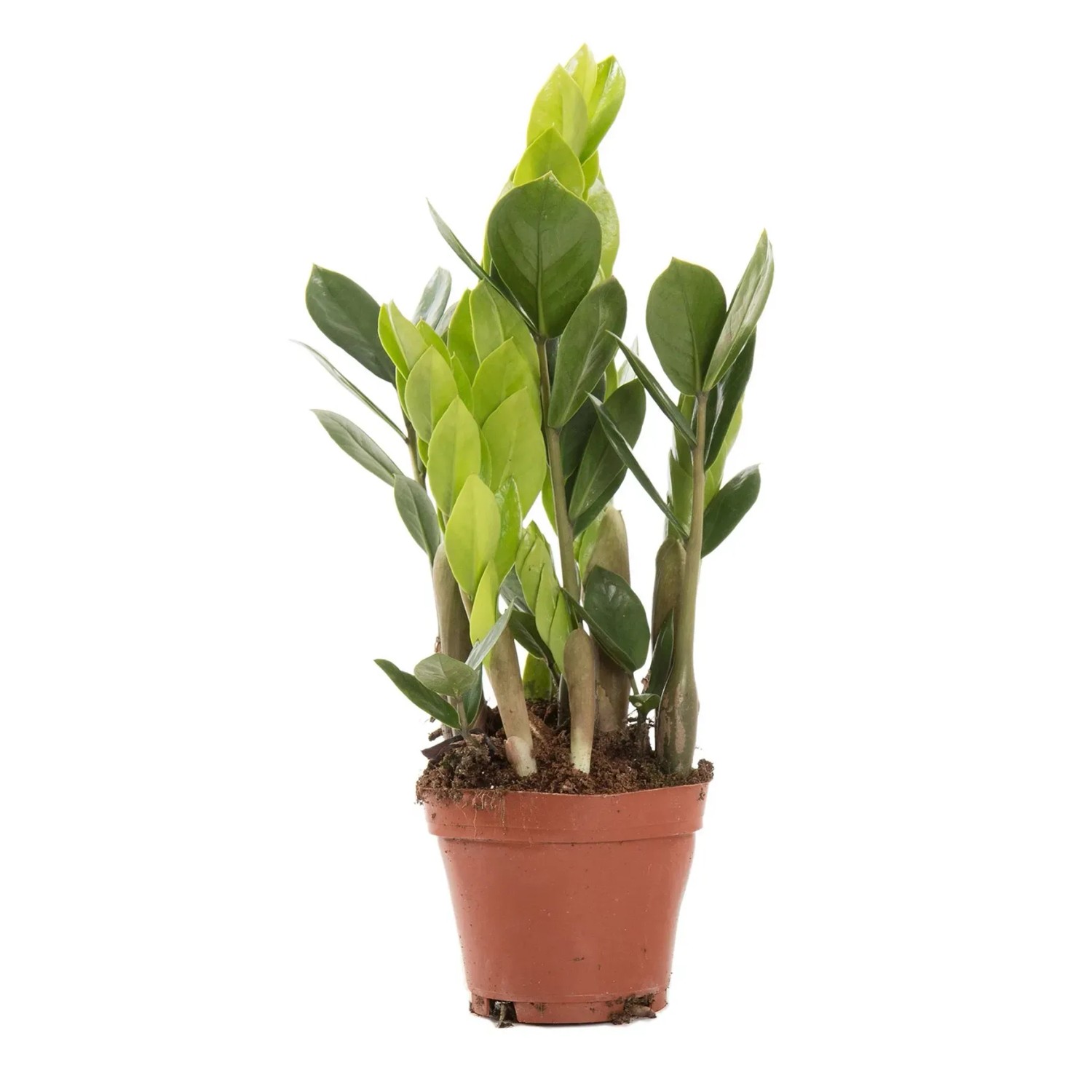 Zamioculcas (Zamioculcas zamiifolia) don. 10,5 cm