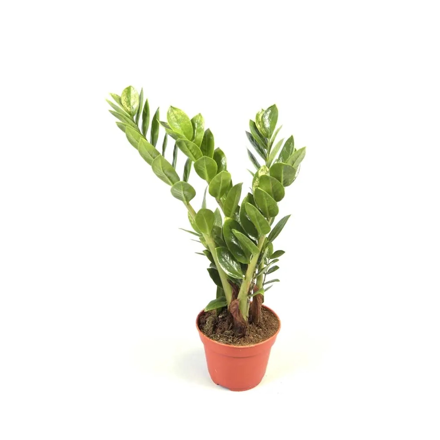 Zamiokulkas zamiolistny (Zamioculcas zamiifolia) - don. 13 cm
