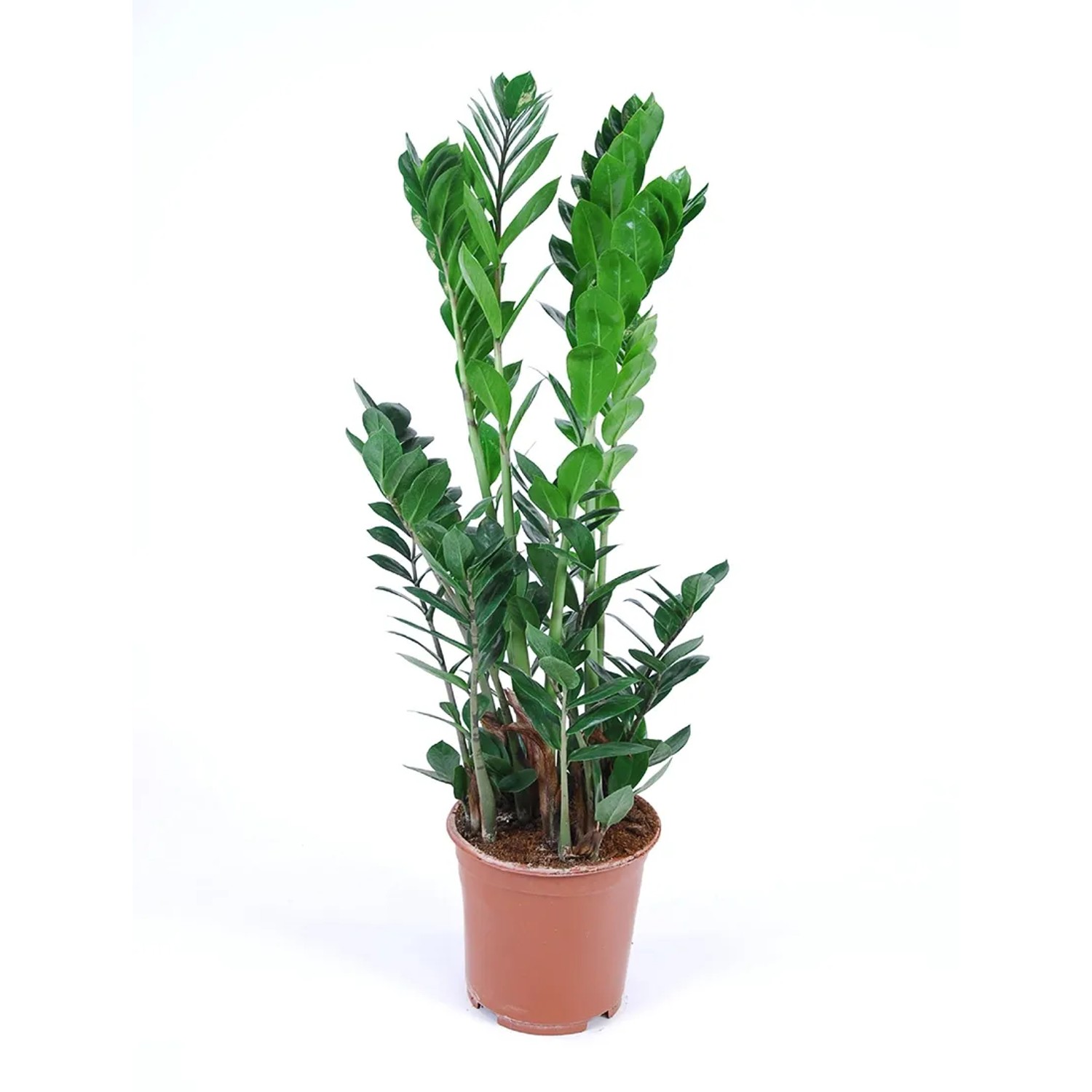 Zamiokulkas zamiolistny (Zamioculcas zamiifolia) - don. 17 cm