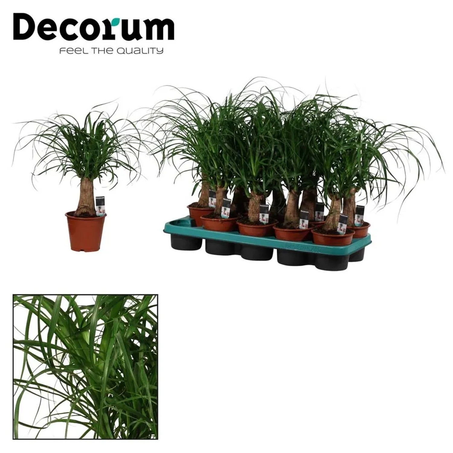Nolina (Beaucarnea Recurvata) - don. 12 cm