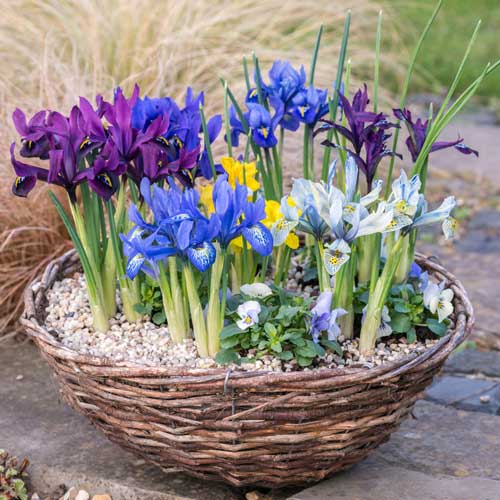 Tolles Angebot! Geäderte Iris Farbmischung, Set von 3 Sorten - Blumenzwiebeln: Ilość w opakowaniu: 30 Stück