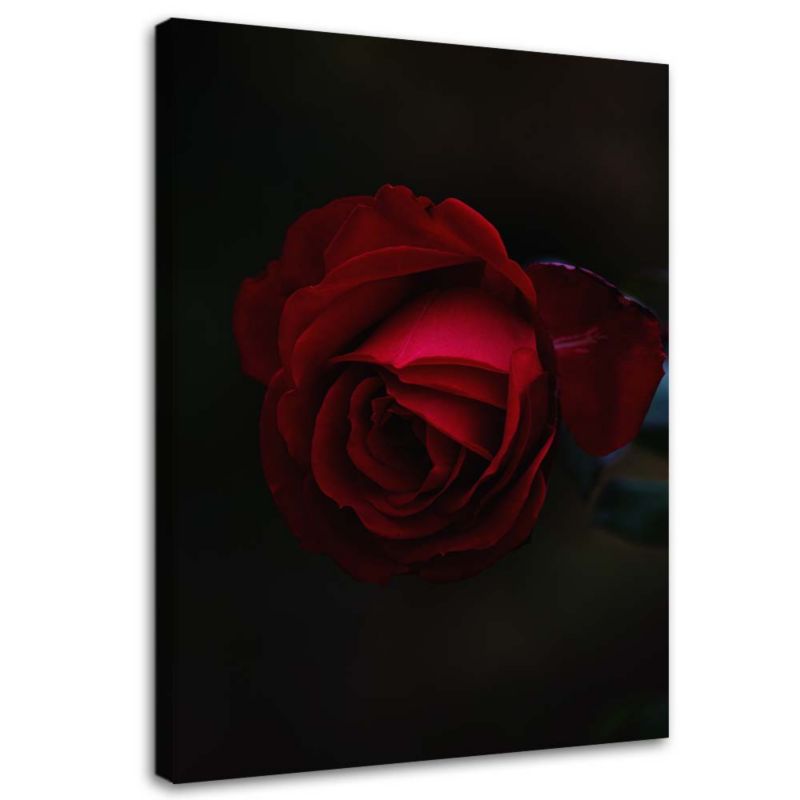 Obraz na płótnie Feeby Róża na czarnym tle 20x30cm 1szt