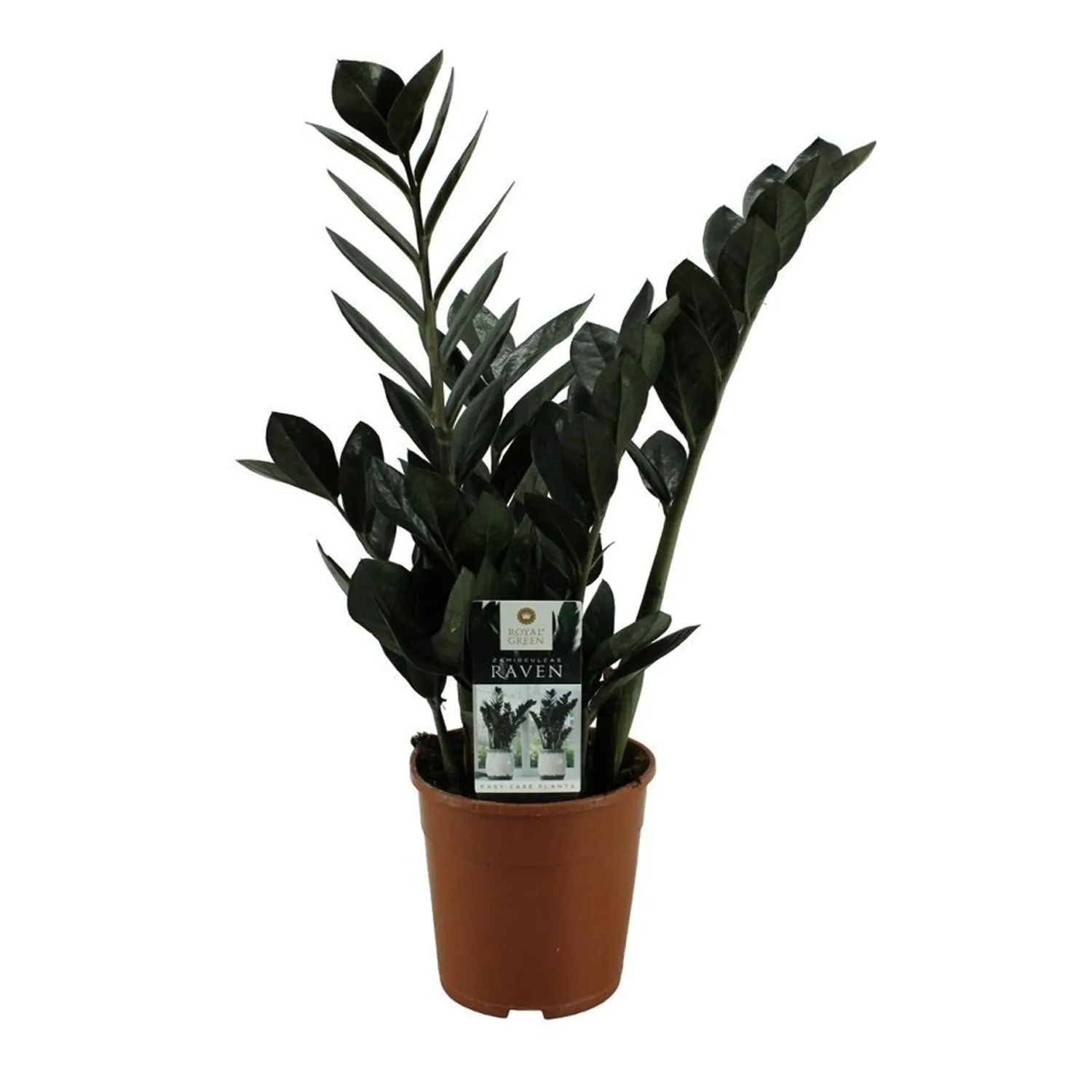 Zamiokulkas Raven (Zamioculcas Raven) don. 14 cm