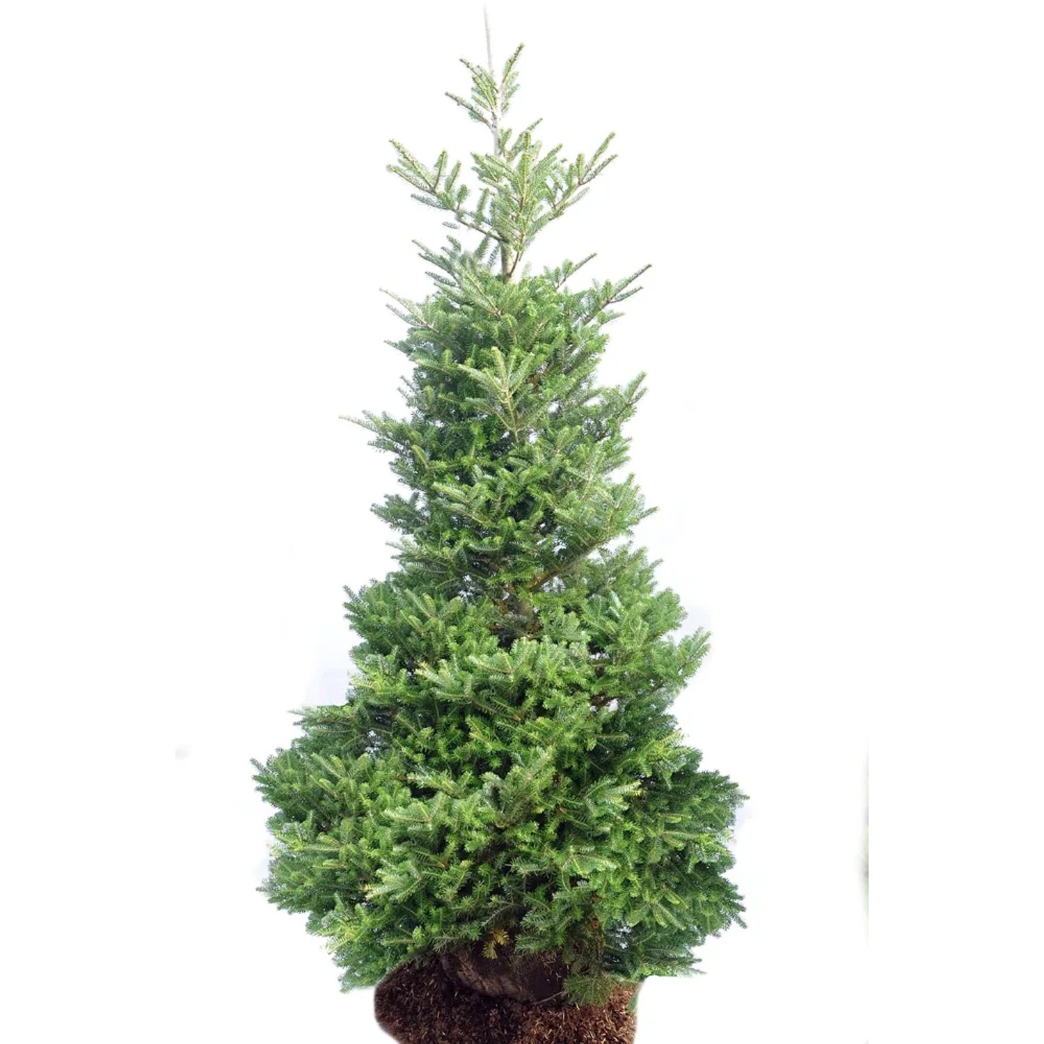 Jodła koreańska Abies koreana wys. 150-175 cm