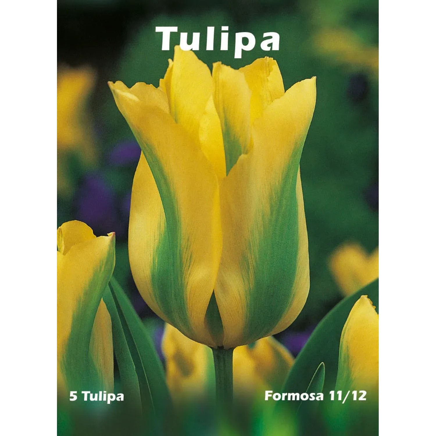 Tulipan odm. Formosa (Tulipa sp.)