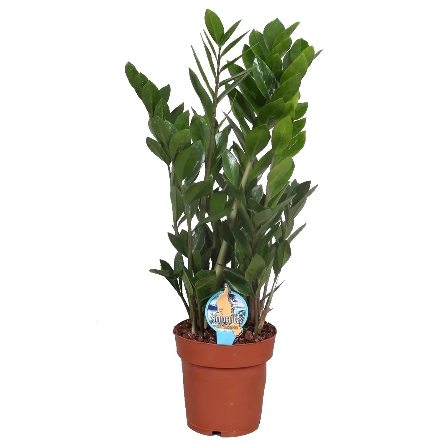 Zamiokulkas zamiolistny (Zamioculcas zamiifolia) don. 24 cm