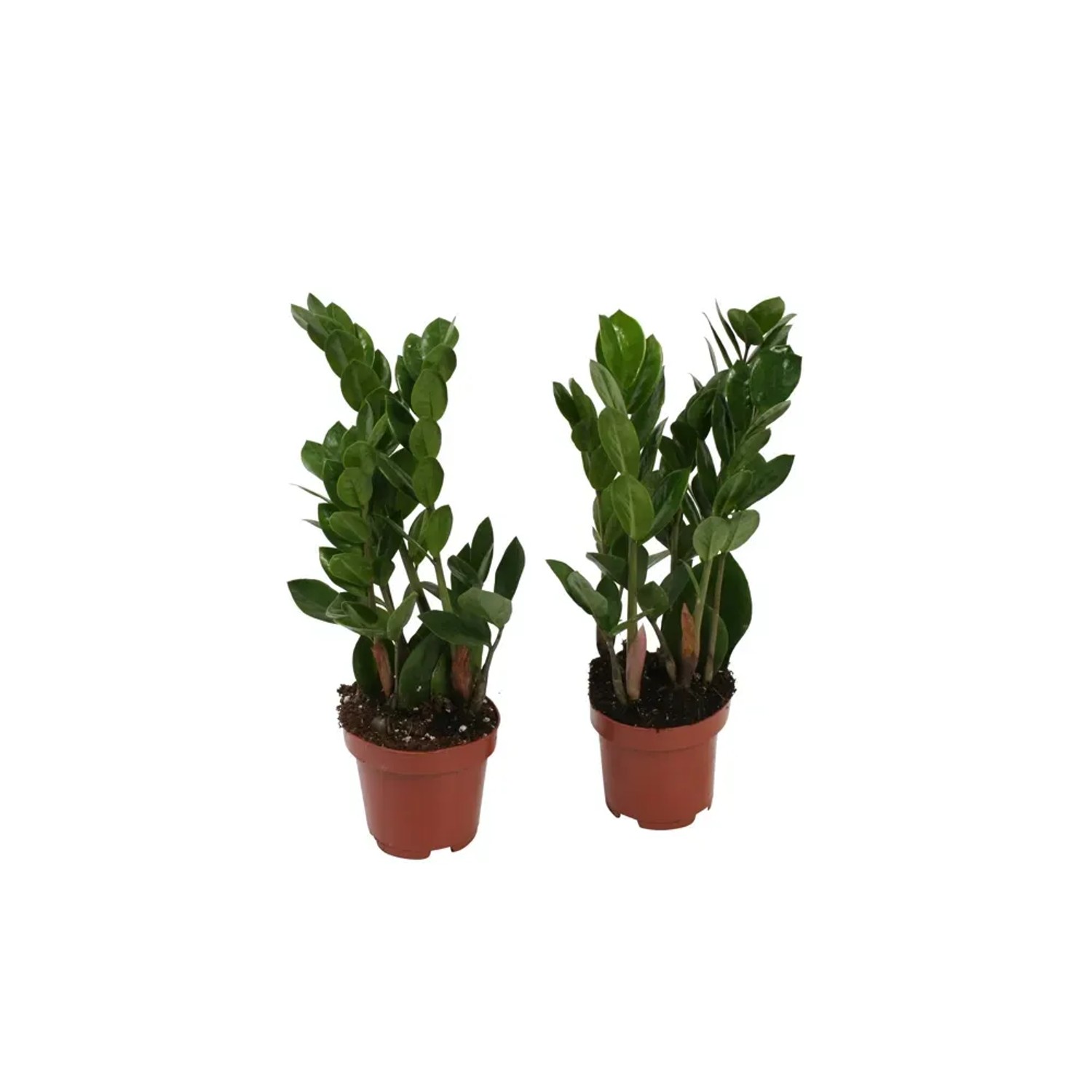 Zamiokulkas zamiolistny (Zamioculcas zamiifolia) - don. 12 cm