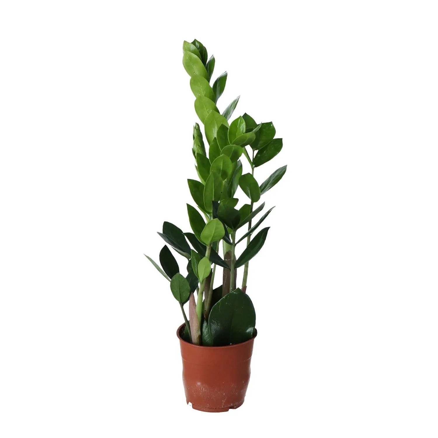Zamiokulkas (Zamioculcas) - don. 12 cm