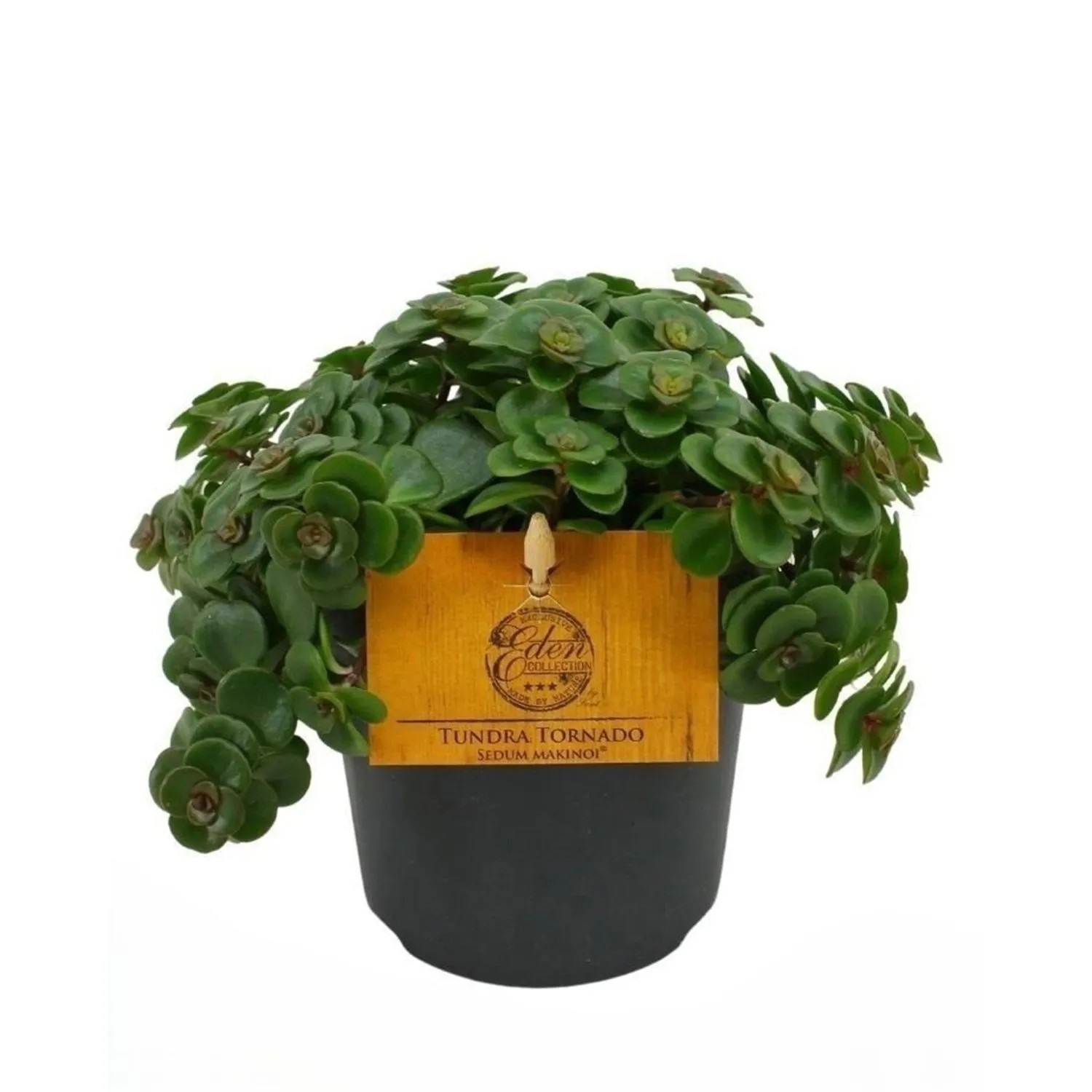 Sedum Tornado - don. 12 cm