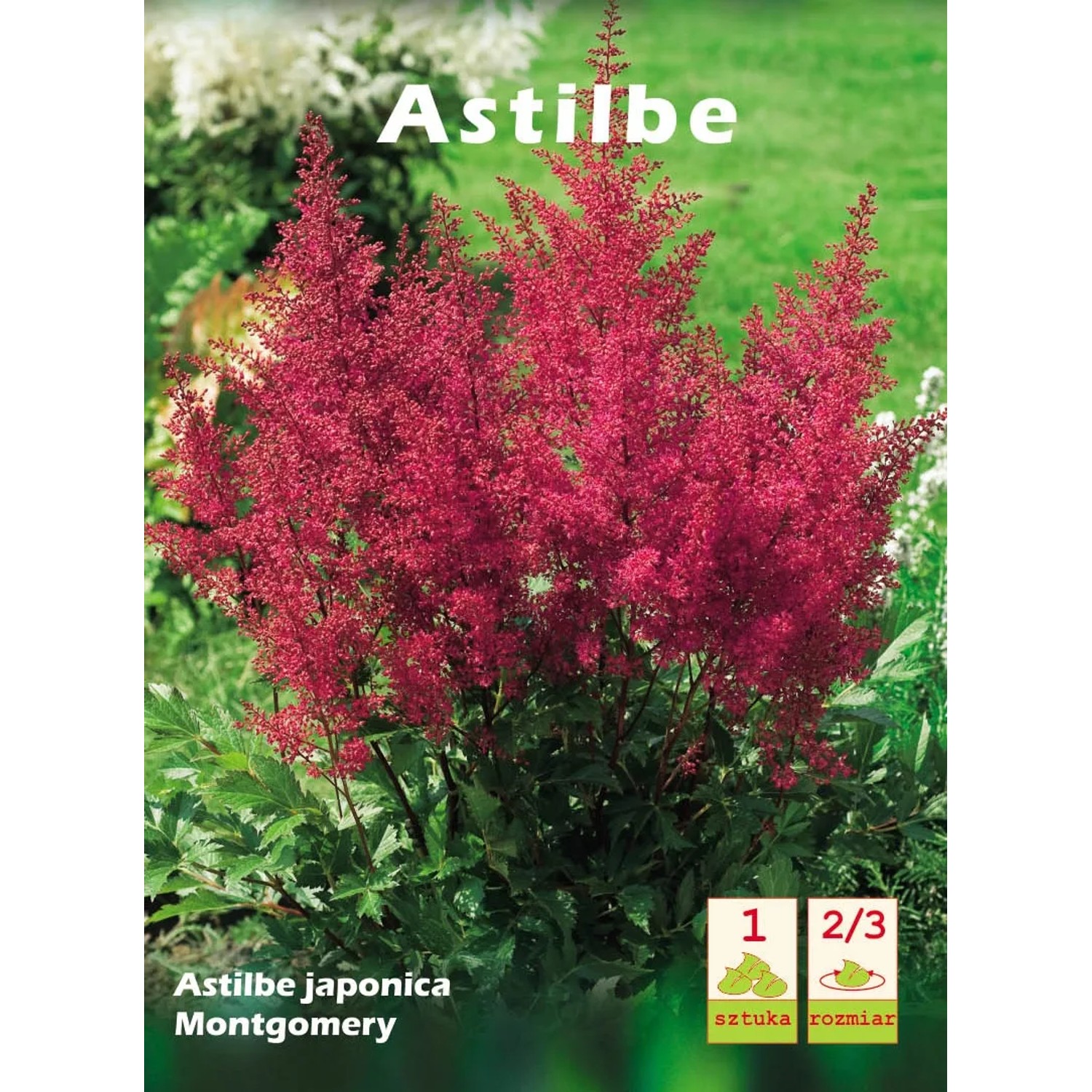 Tawułka japońska Montgomery (Astilbe japonica) 1 szt.