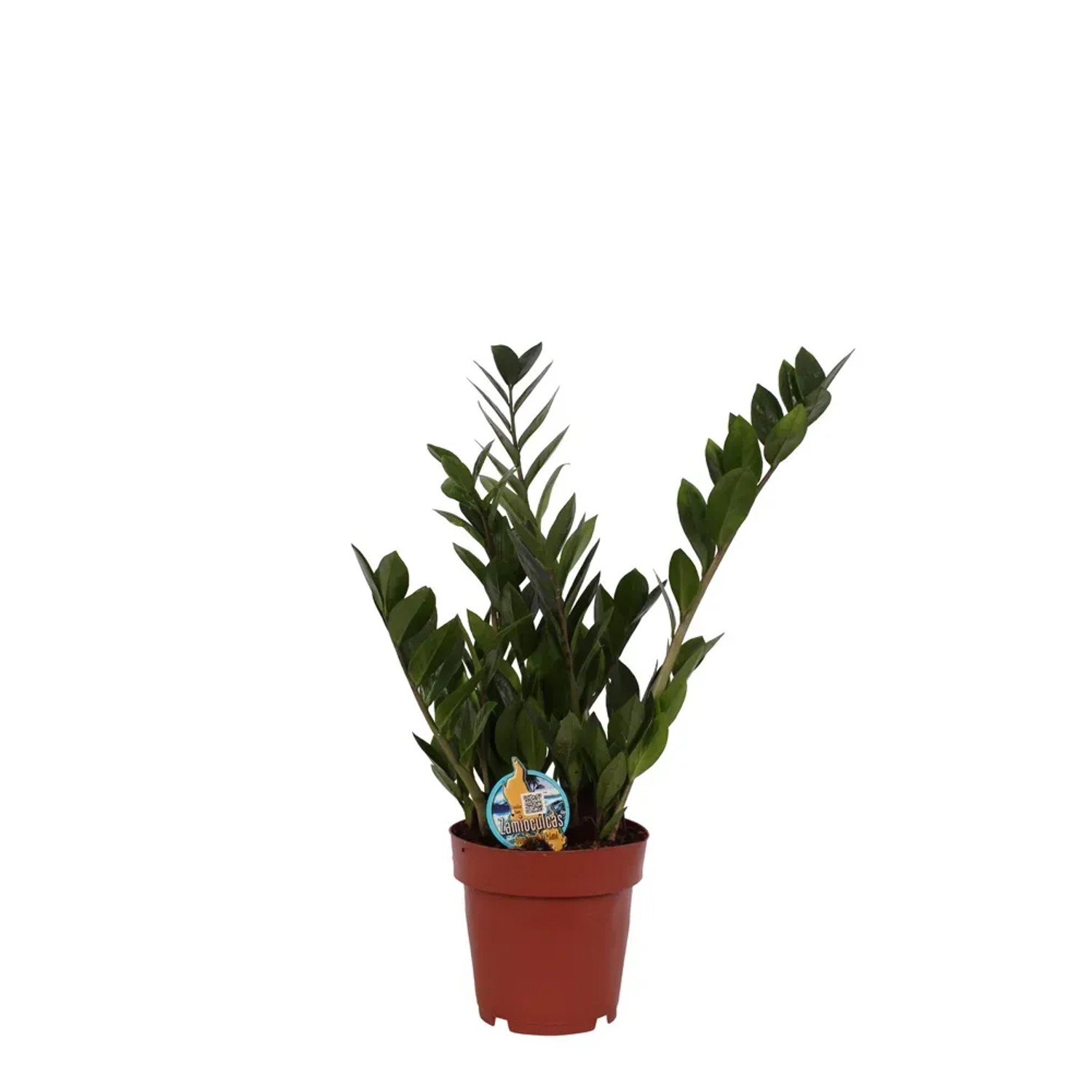 Zamiokulkas zamiolistny (Zamioculcas zamiifolia) - don. 14 cm
