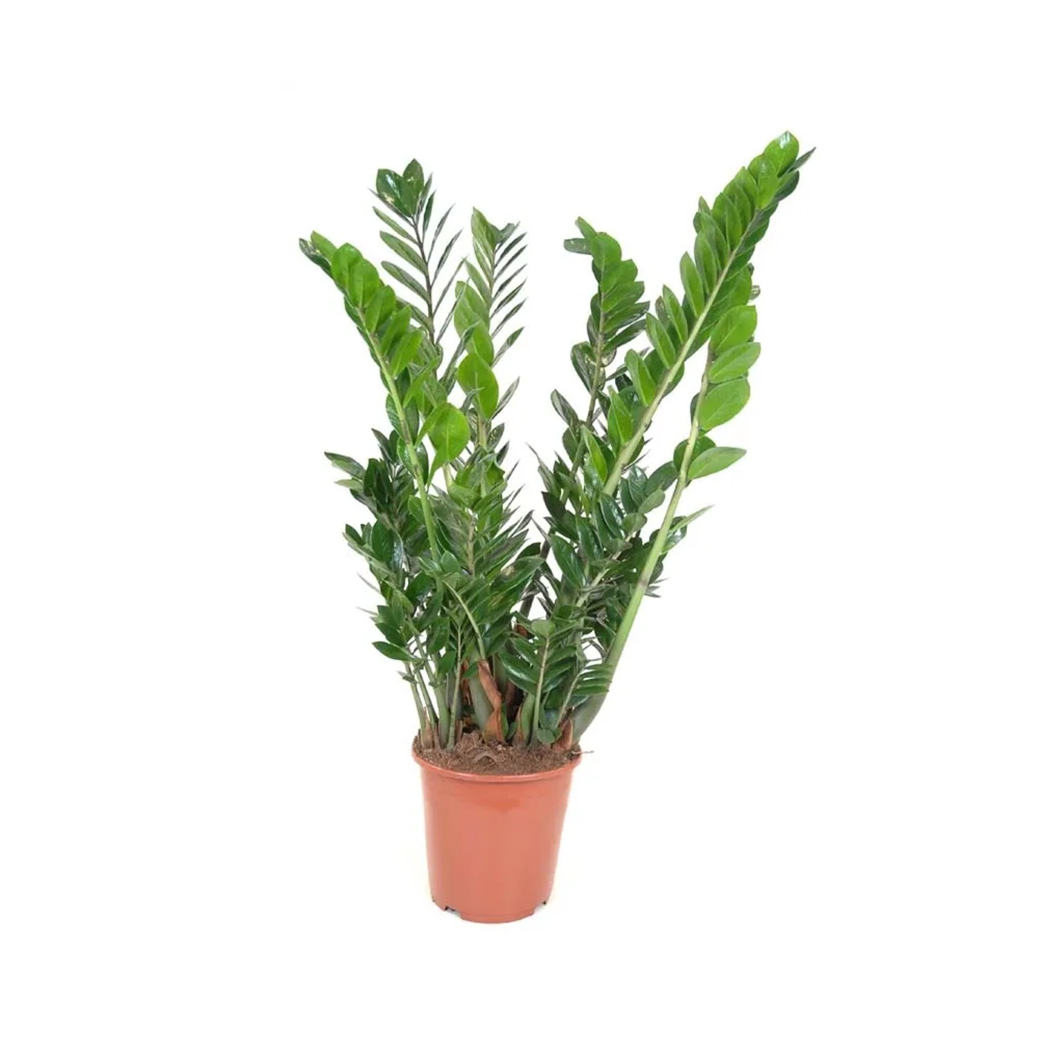 Zamiokulkas zamiolistny (Zamioculcas zamiifolia) - wys. 100 cm, don. 27 cm