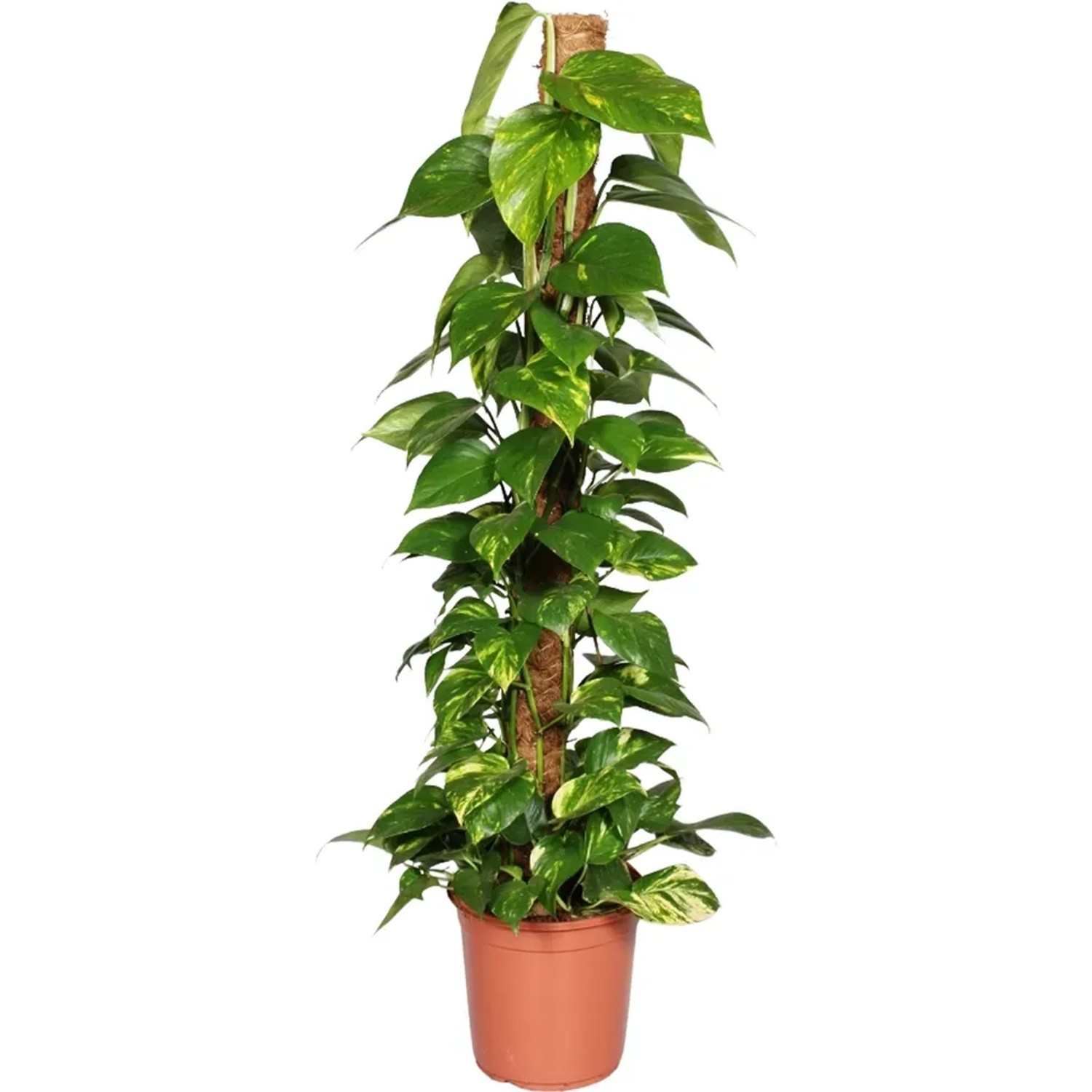 Epipremnum złociste (Epipremnum pinnatum) na paliku - wys. 120 cm, don. 24 cm